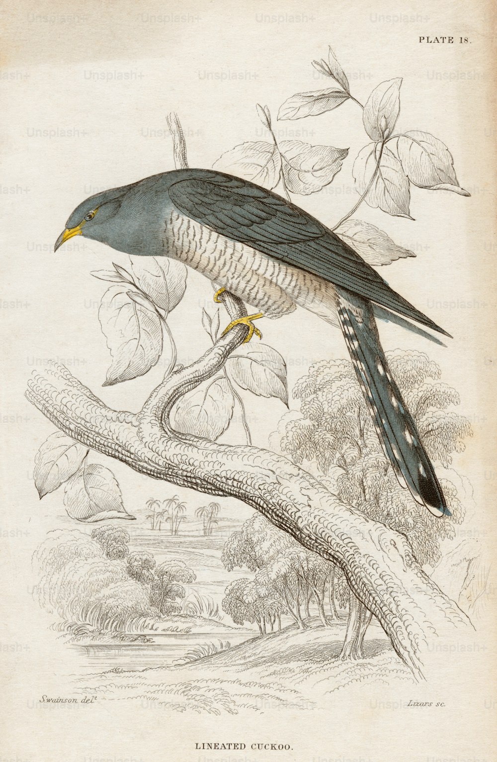1840년경 '줄 지어 있는 뻐꾸기'(Coracina lineata)의 판 그림. 오스트레일리아, 인도네시아, 파푸아 뉴기니, 솔로몬 제도에서 발견되는 이 새는 현재 금지된 뻐꾸기 또는 노란 눈의 뻐꾸기로 알려져 있습니다. 영국 자연 주의자 윌리엄 존 스웨인 슨 (1789-1855)의 그림을 본 후 W.H. 도마뱀의 판화.  (사진: 헐튼 아카이브/게티 이미지)