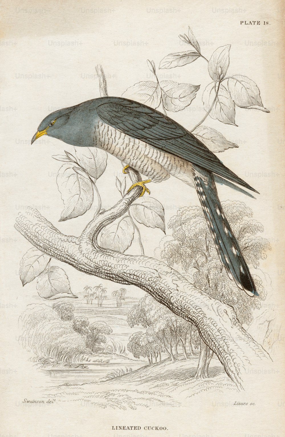 Un'illustrazione su tavola di un 'cuculo rigato' (Coracina lineata), 1840 circa. L'uccello, che si trova in Australia, Indonesia, Papua Nuova Guinea e Isole Salomone, è ora noto come cuculo barrato o cuculo dagli occhi gialli. Incisione di W.H. Lizars da un dipinto del naturalista inglese William John Swainson (1789 - 1855).  (Foto di Hulton Archive/Getty Images)