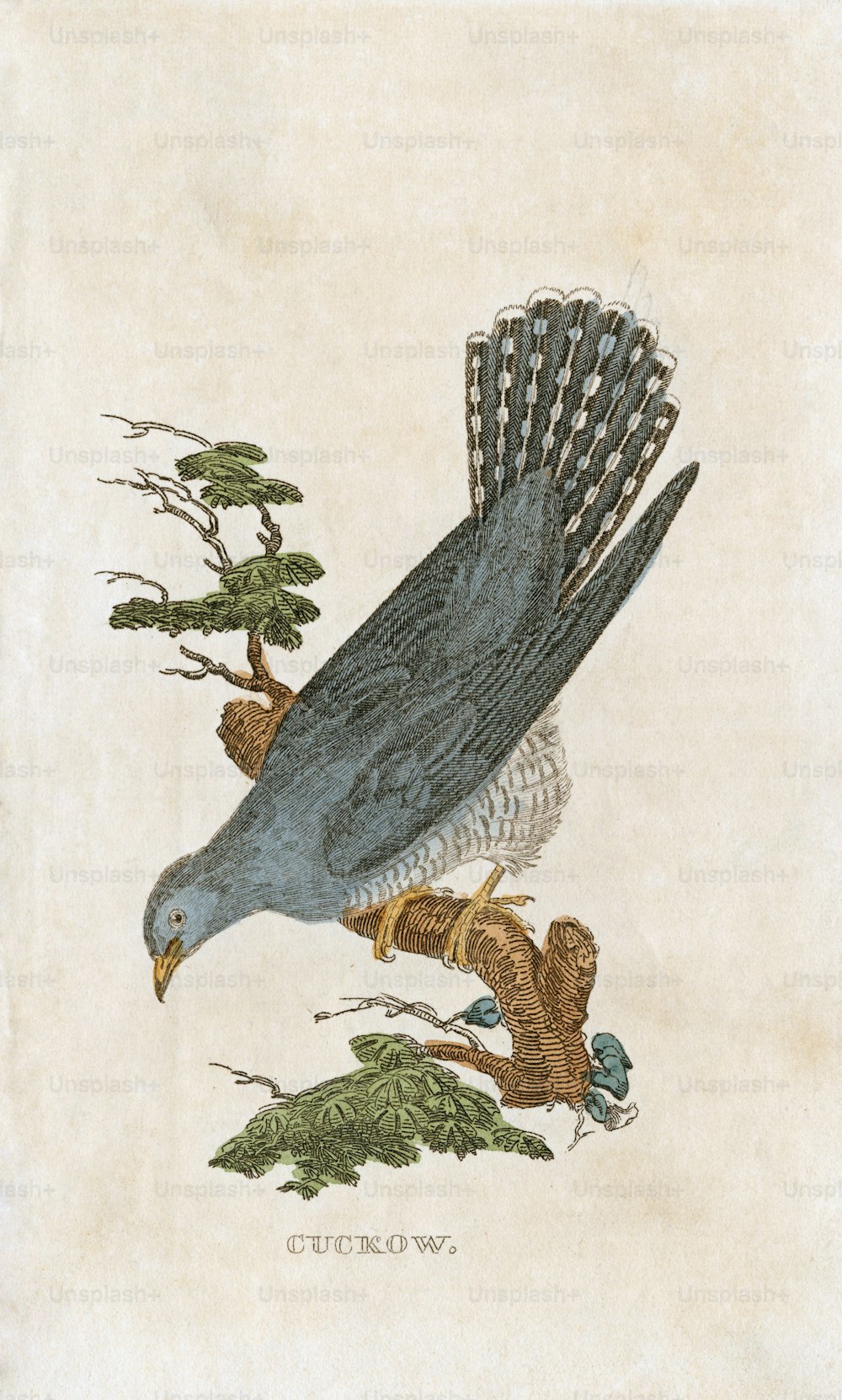 Una ilustración de placa de un 'Cuckow', o cuco, alrededor de 1850. (Foto de Hulton Archive/Getty Images)