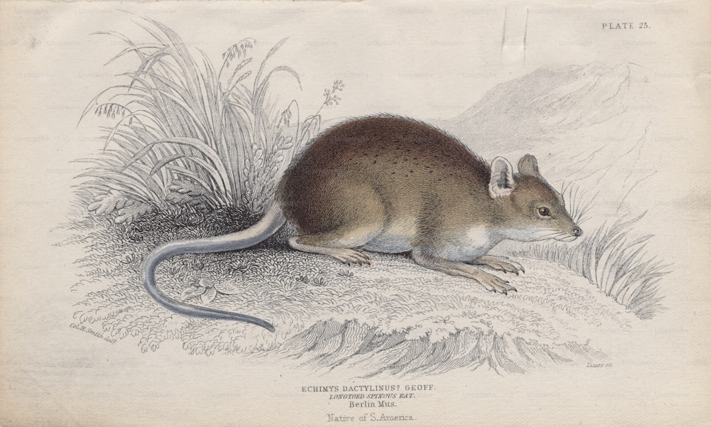 アマゾンタケネズミ(Echimys dactylinusまたはDactylomys dactylinus)は、南米のアマゾン川流域に生息するトゲネズミの一種です。チャールズ・ハミルトン・スミスのドローイングからウィリアム・ホーム・リザーズが描いた彫刻。原著:1840年頃、ウィリアム・ジャーディン卿が編集した「The Naturalist's Library」。 (写真提供:Hulton Archive/Getty Images)
