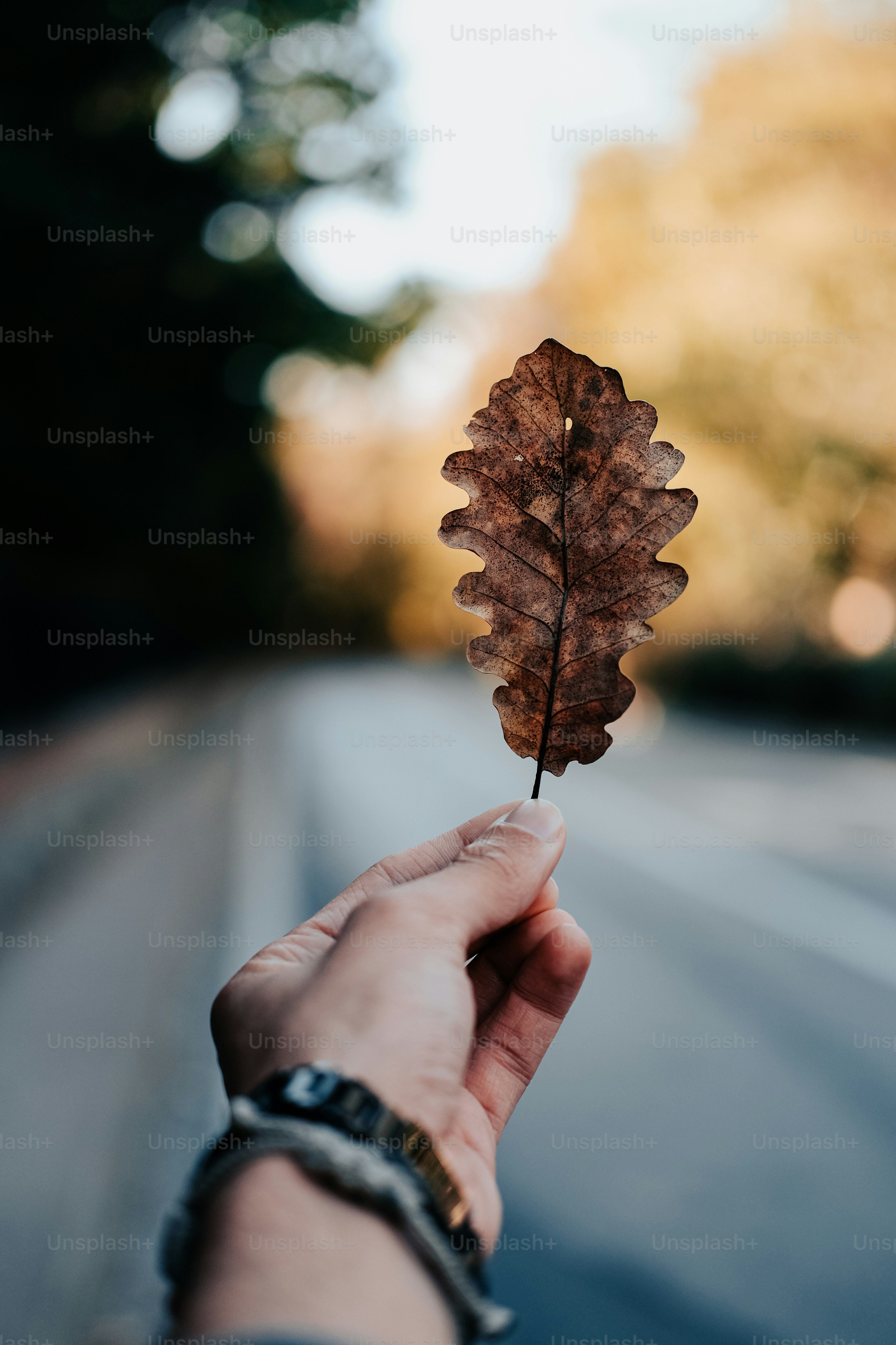 一枚の葉の写真 | Unsplashで無料写真をダウンロードする