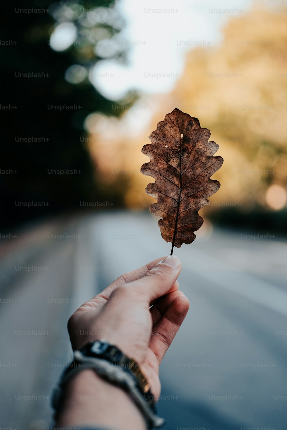 a person holding a leaf in their hand