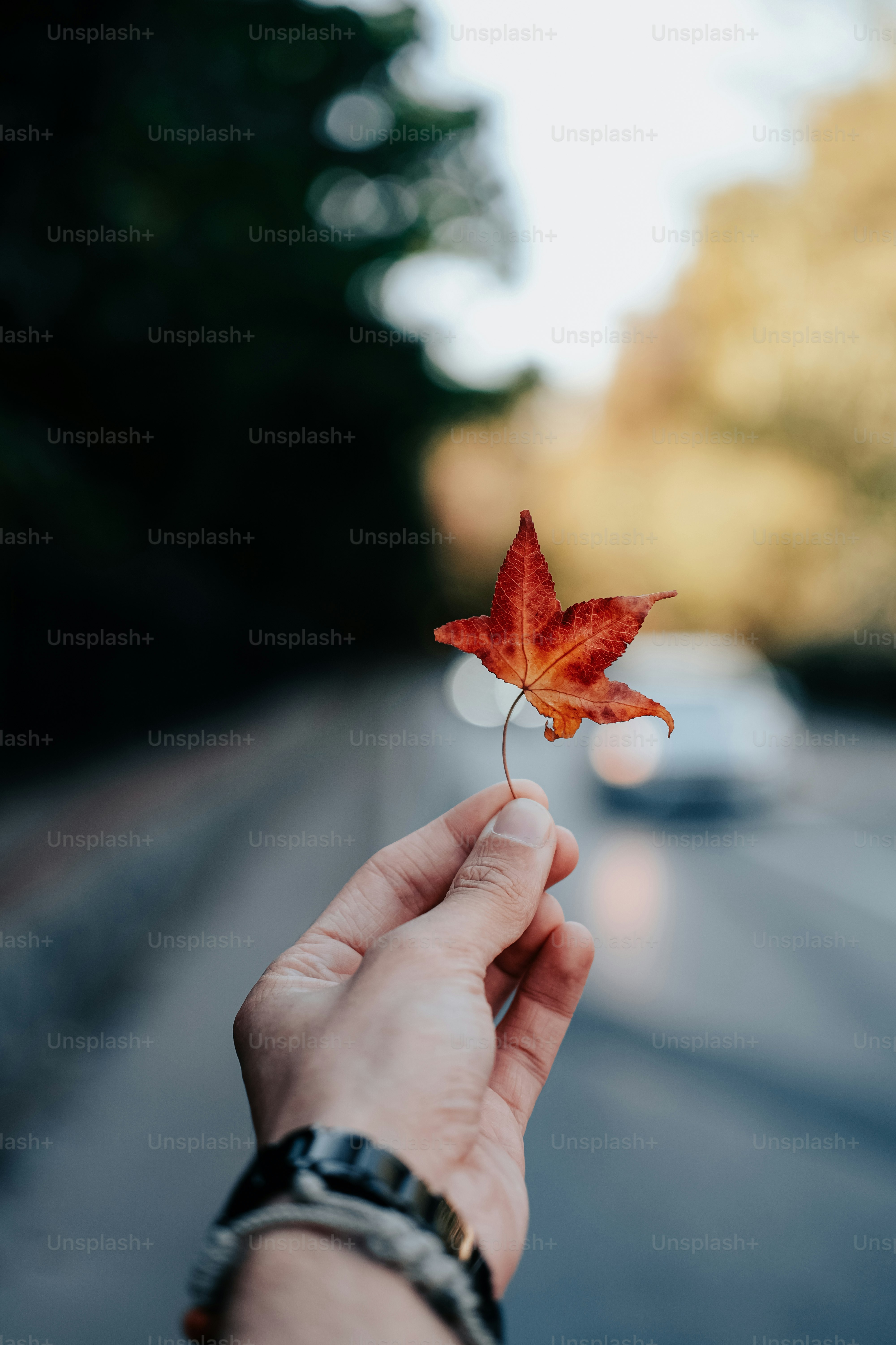 una persona sosteniendo una hoja en la mano