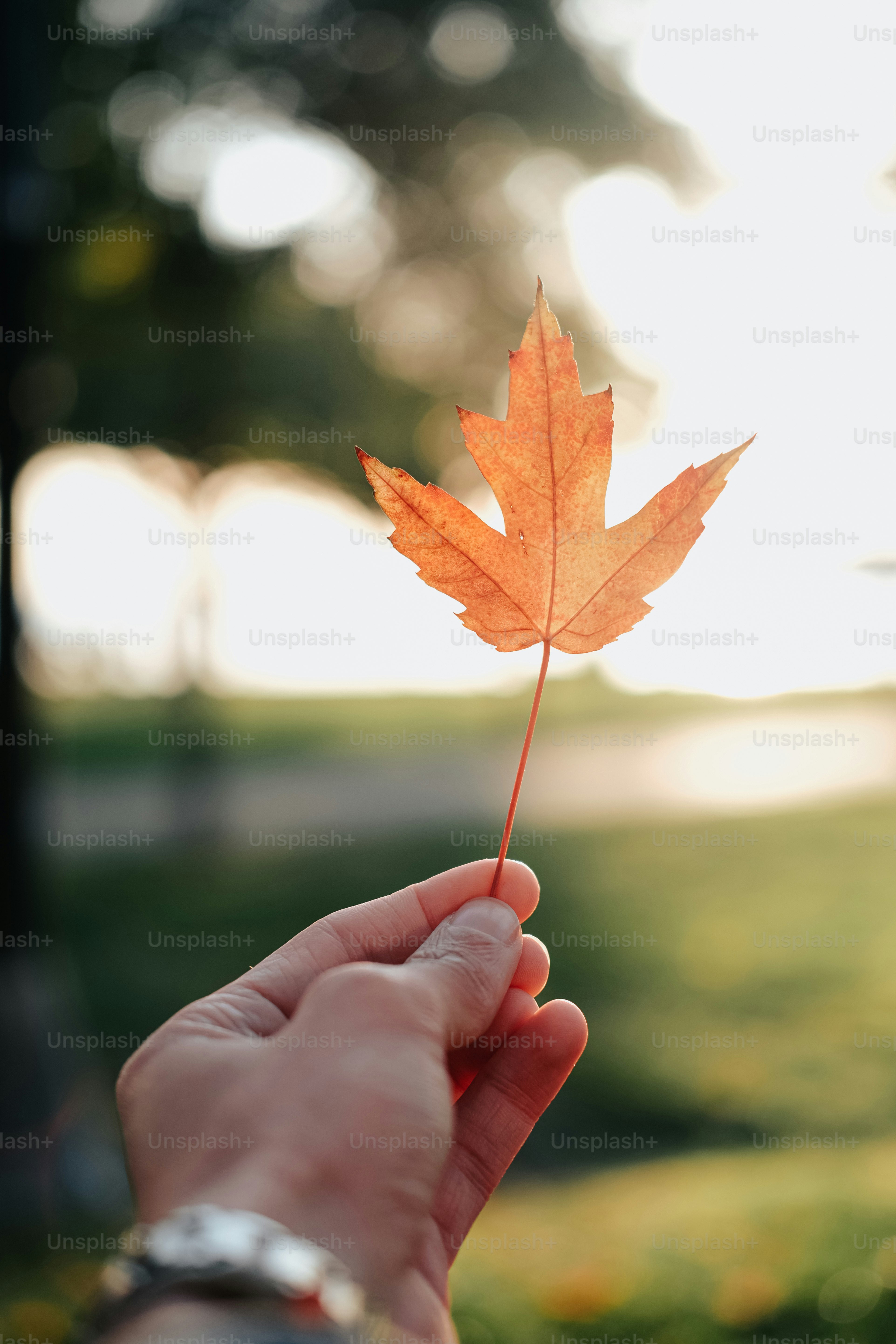 a person holding a leaf in their hand