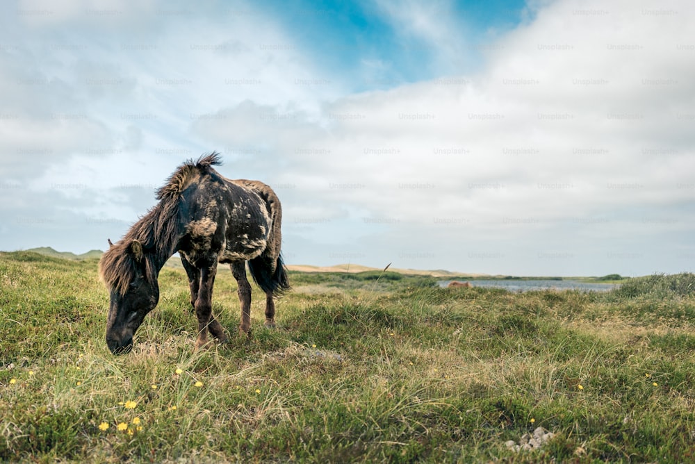 Ein Pferd, das auf einem üppig grünen Feld grast