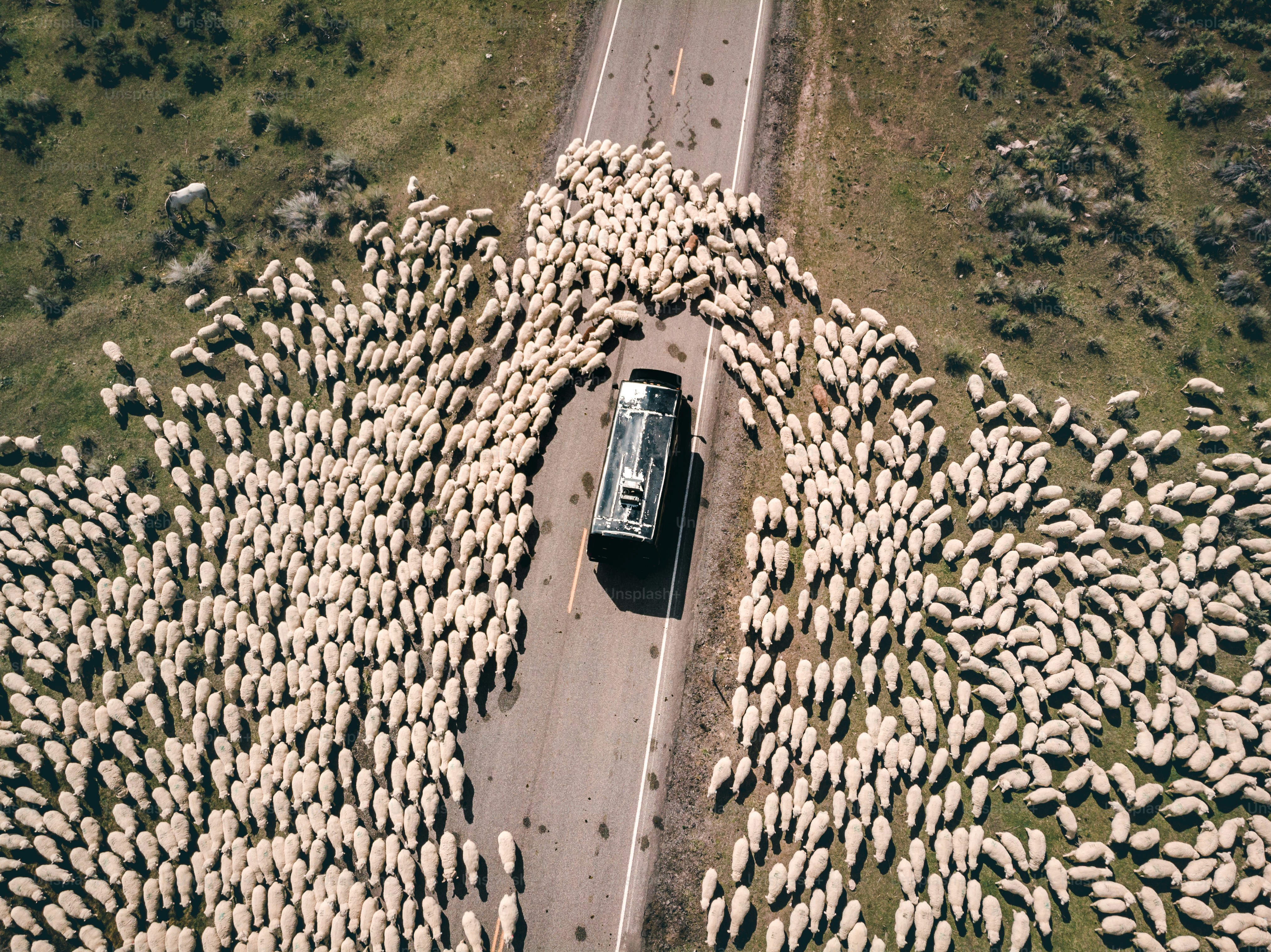 A car making it's way through a flock of sheep.