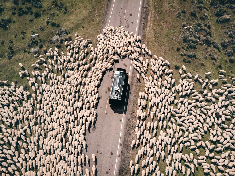 Une voiture est entourée d’un grand troupeau de moutons
