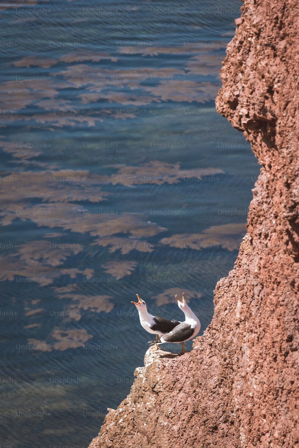 갈매기 두 마리가 물가의 바위 위에 앉아 있다
