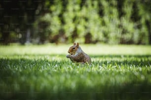 a squirrel sitting in the middle of a grassy field