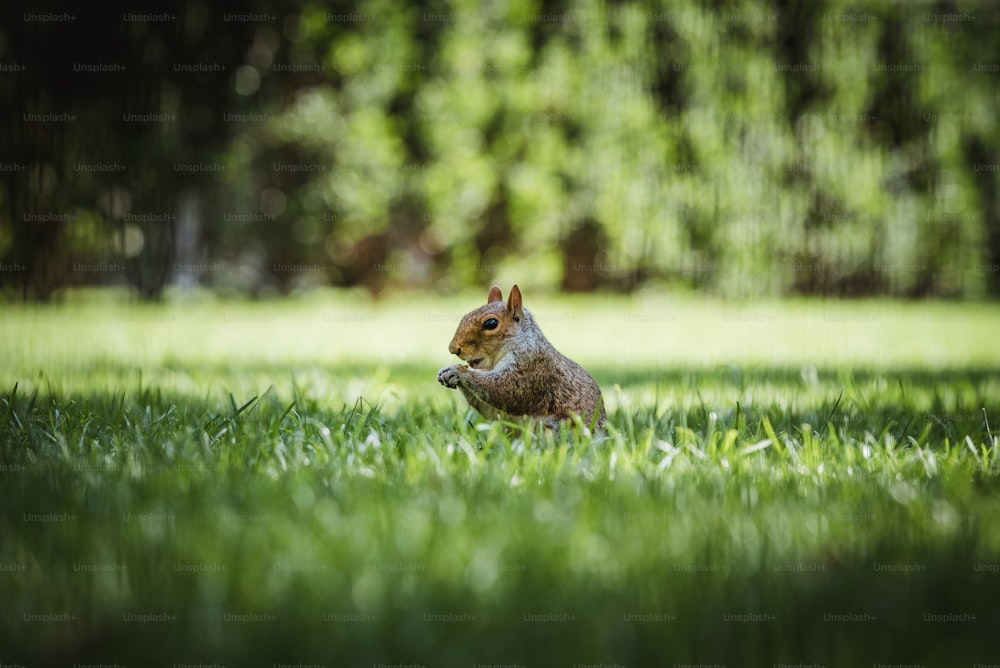Ein Eichhörnchen, das mitten auf einer Wiese sitzt