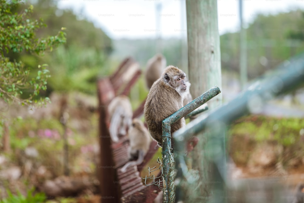 a monkey is sitting on a rail in a zoo