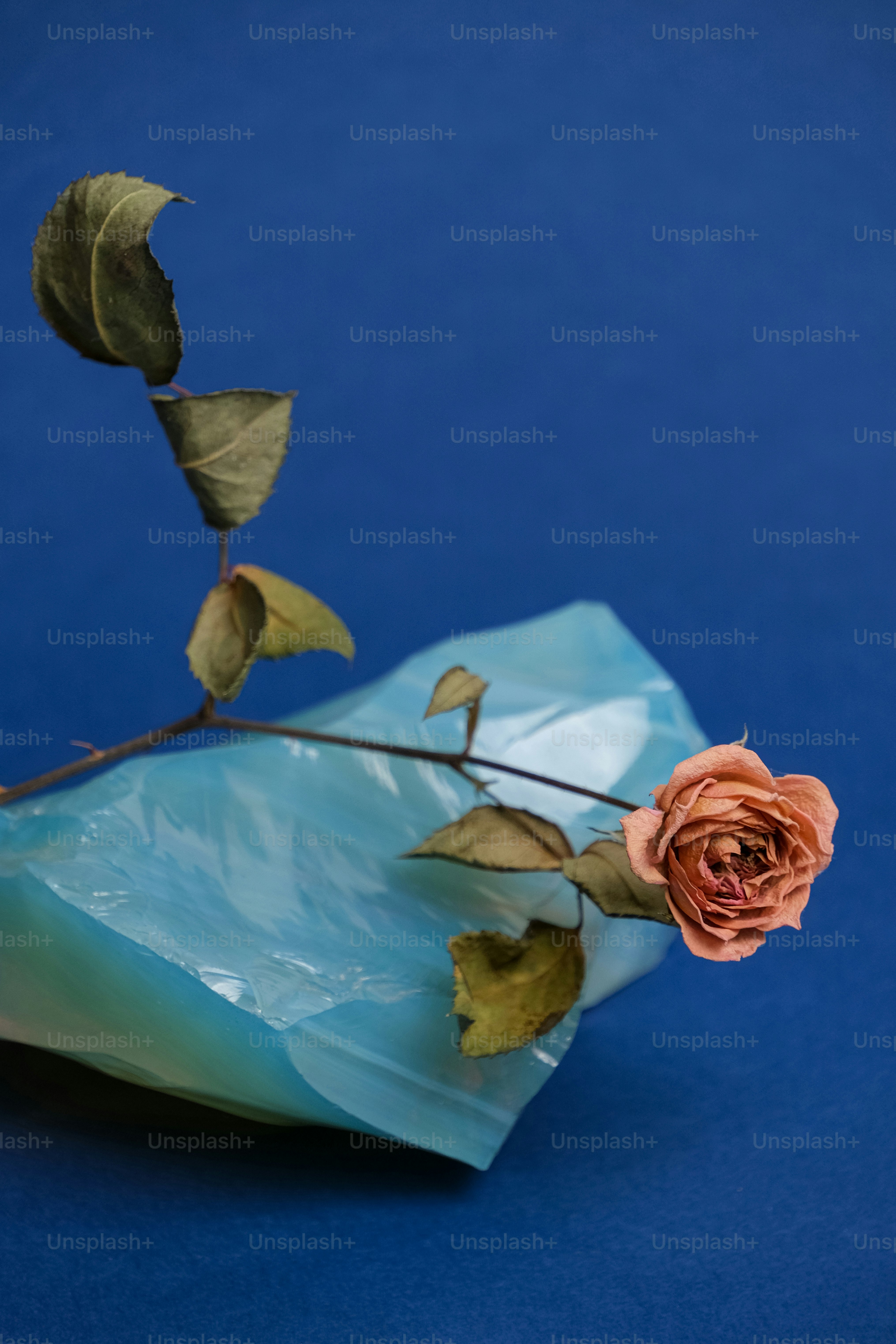 a rose that is sitting in a vase