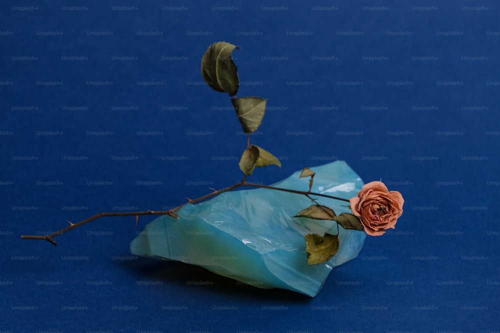 una rosa que está sentada sobre un pedazo de plástico