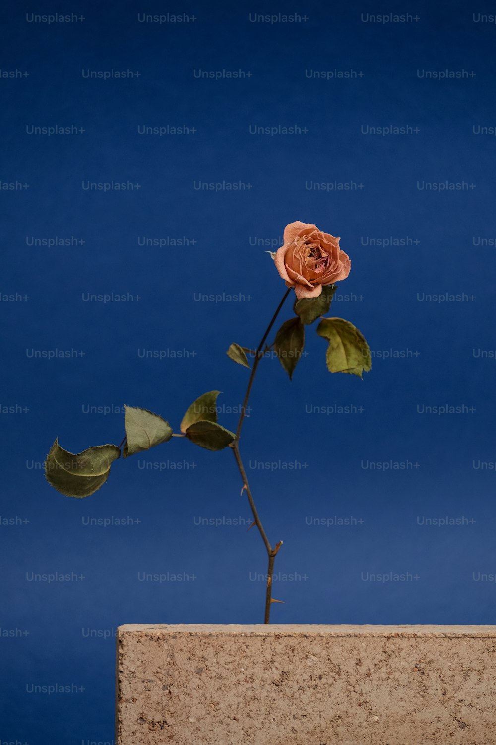 a single rose sitting on top of a stone block