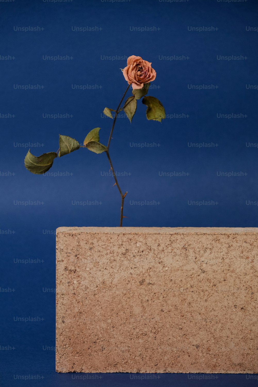 a single rose sitting on top of a stone block