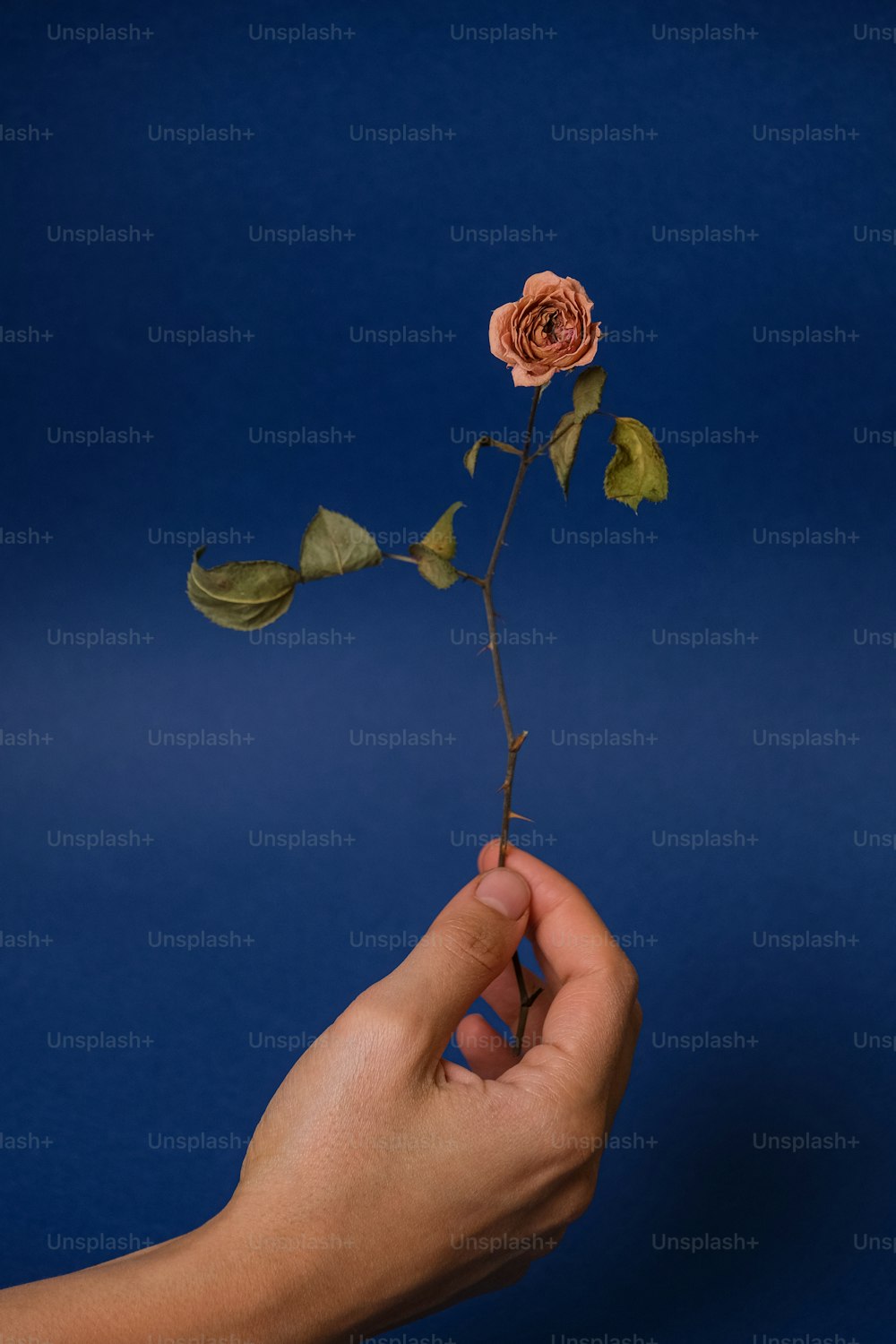une personne tenant une rose dans sa main