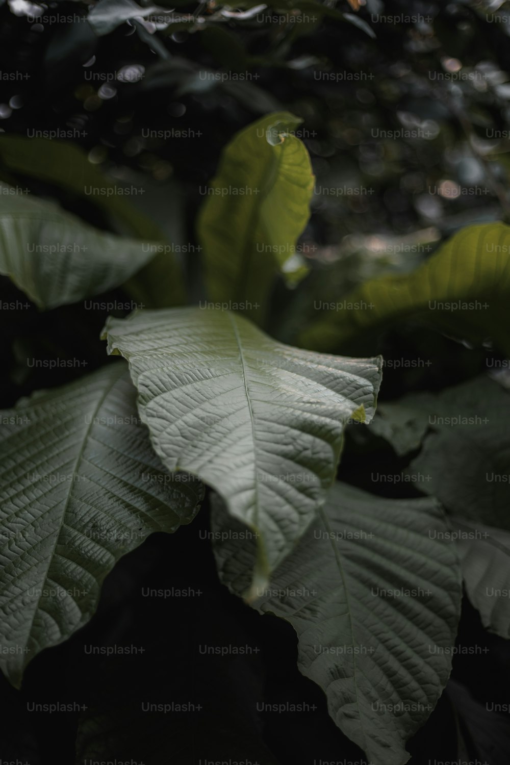 um close up de uma folha grande em uma planta