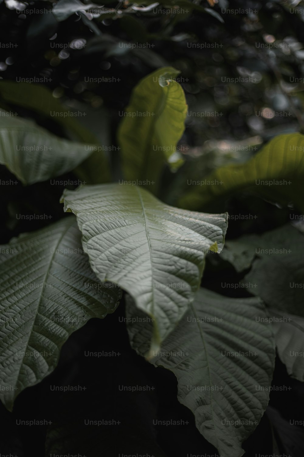 a close up of a large leaf on a plant