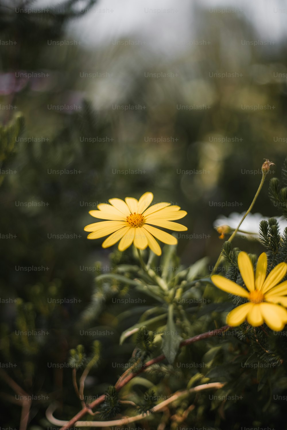 ein paar gelbe Blumen, die auf einem üppig grünen Feld sitzen