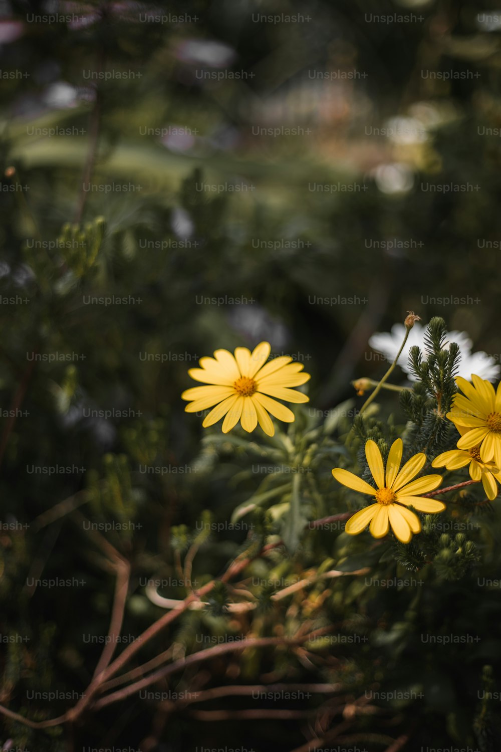 un mazzo di fiori gialli che sono nell'erba