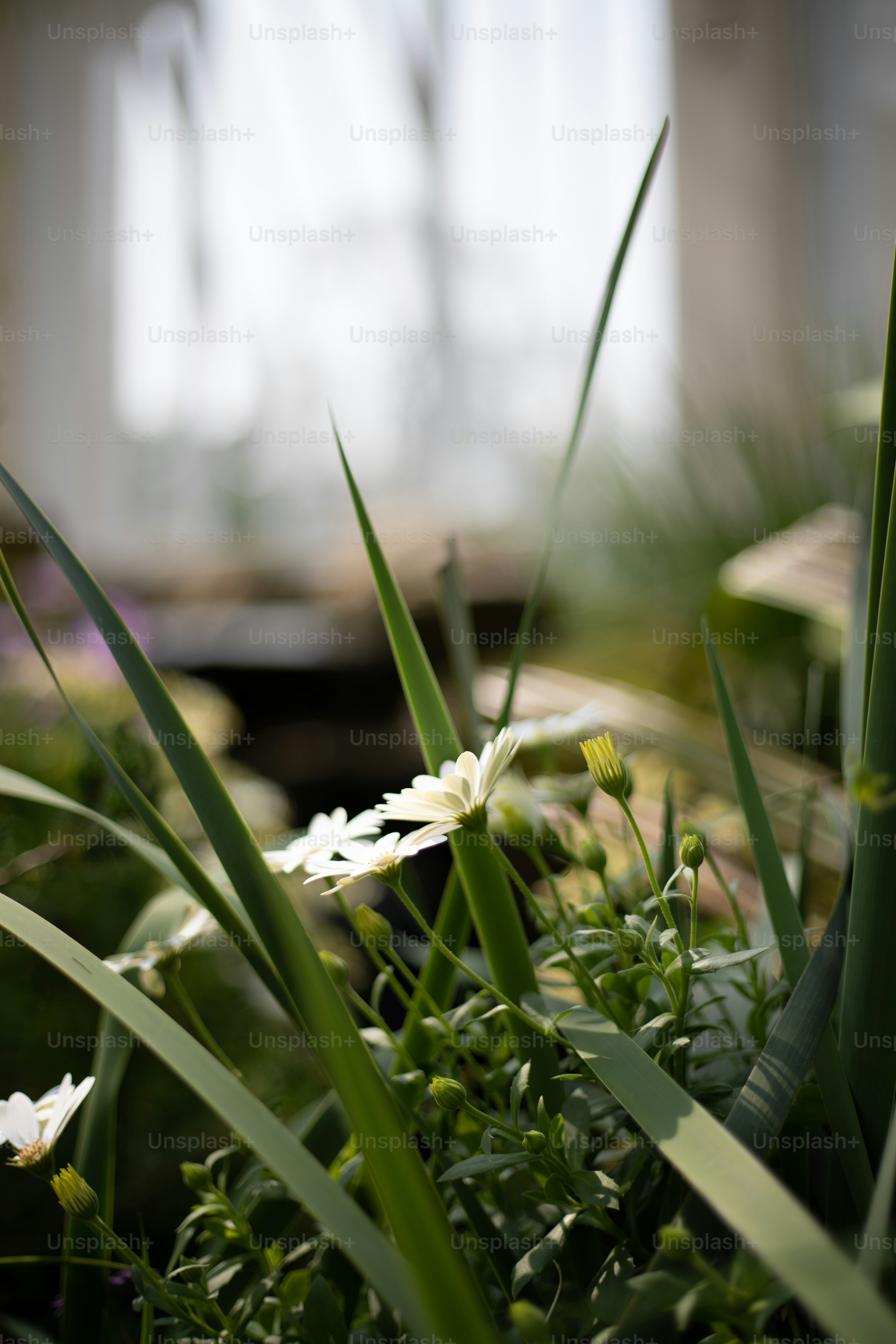 a close up of a bunch of flowers in the grass