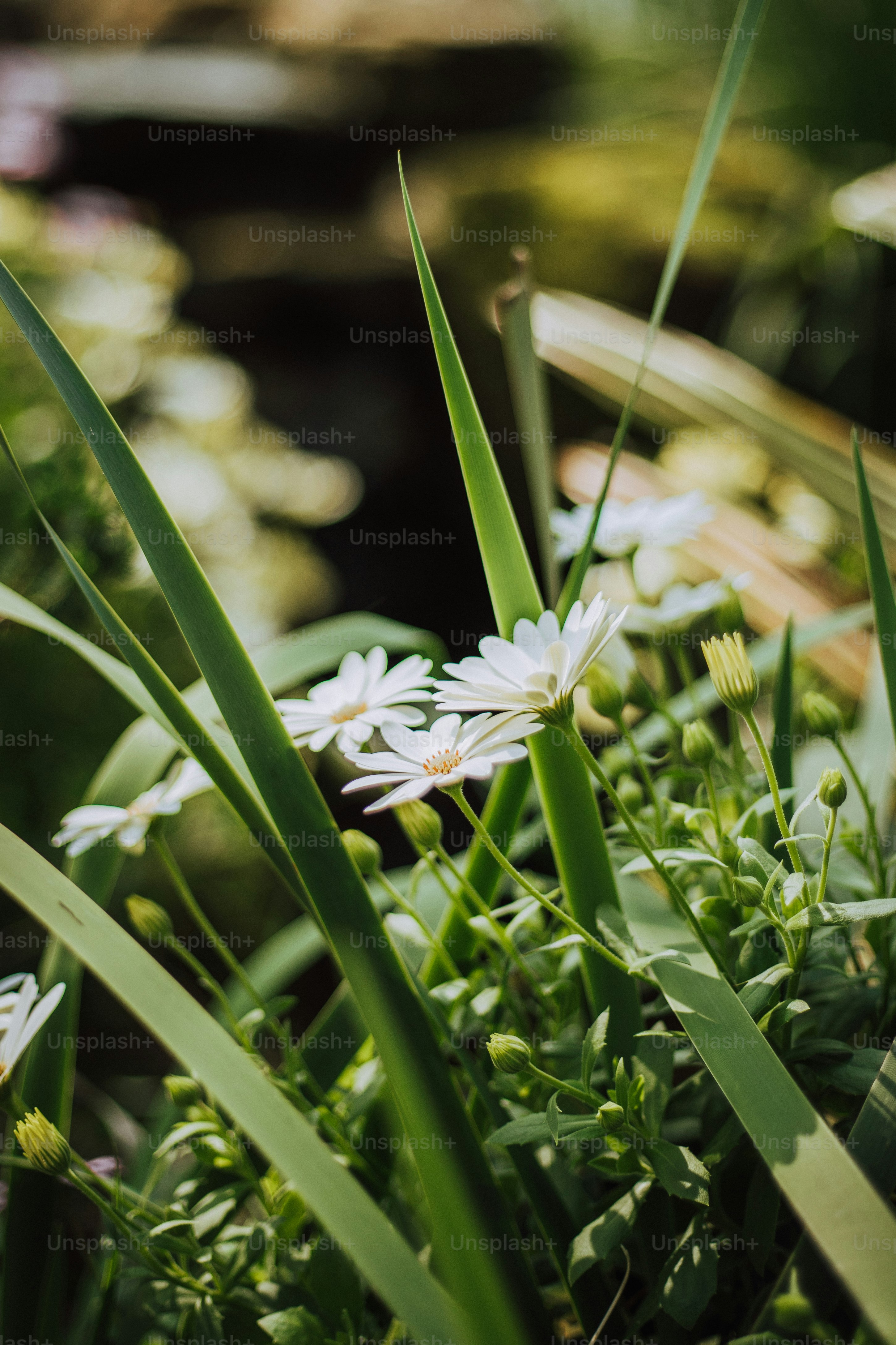 a close up of a bunch of flowers in the grass