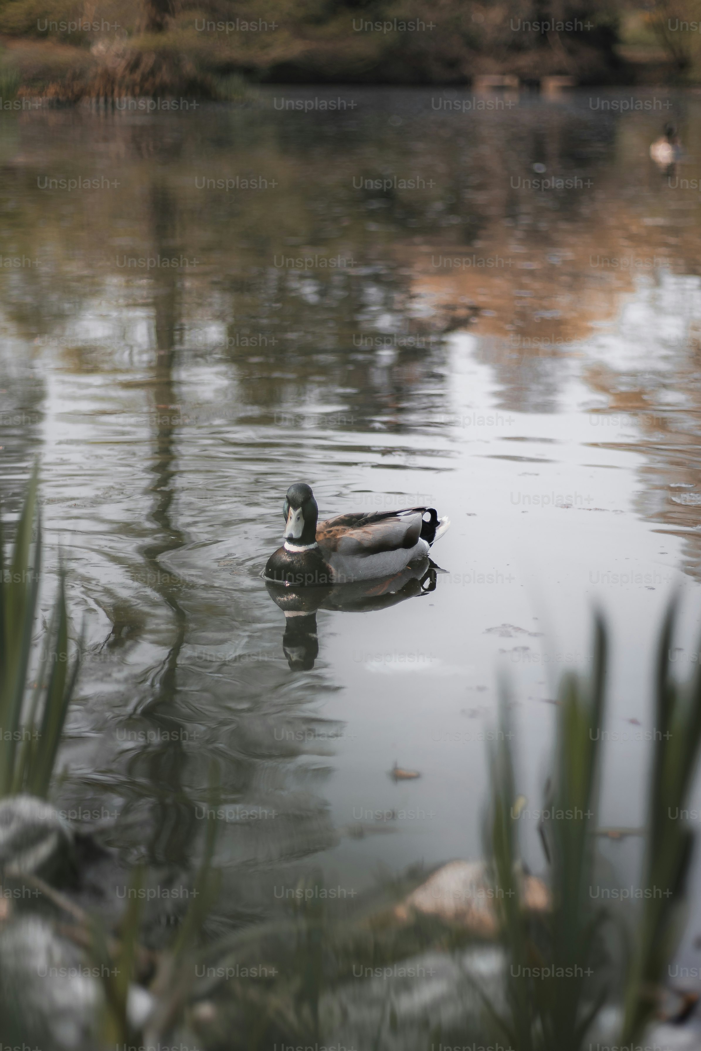a couple of ducks floating on top of a lake