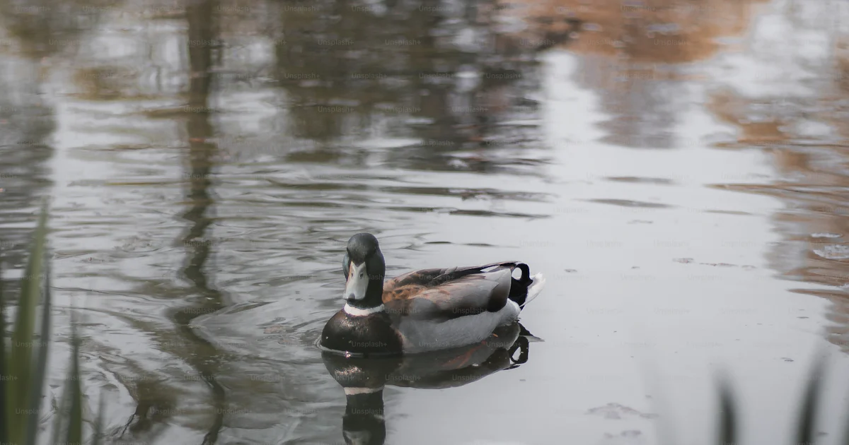 Un couple de canards flottant au-dessus d’un lac photo – Photo Ucraina Un couple de canards flottant au-dessus d’un lac photo – Photo Ucraina