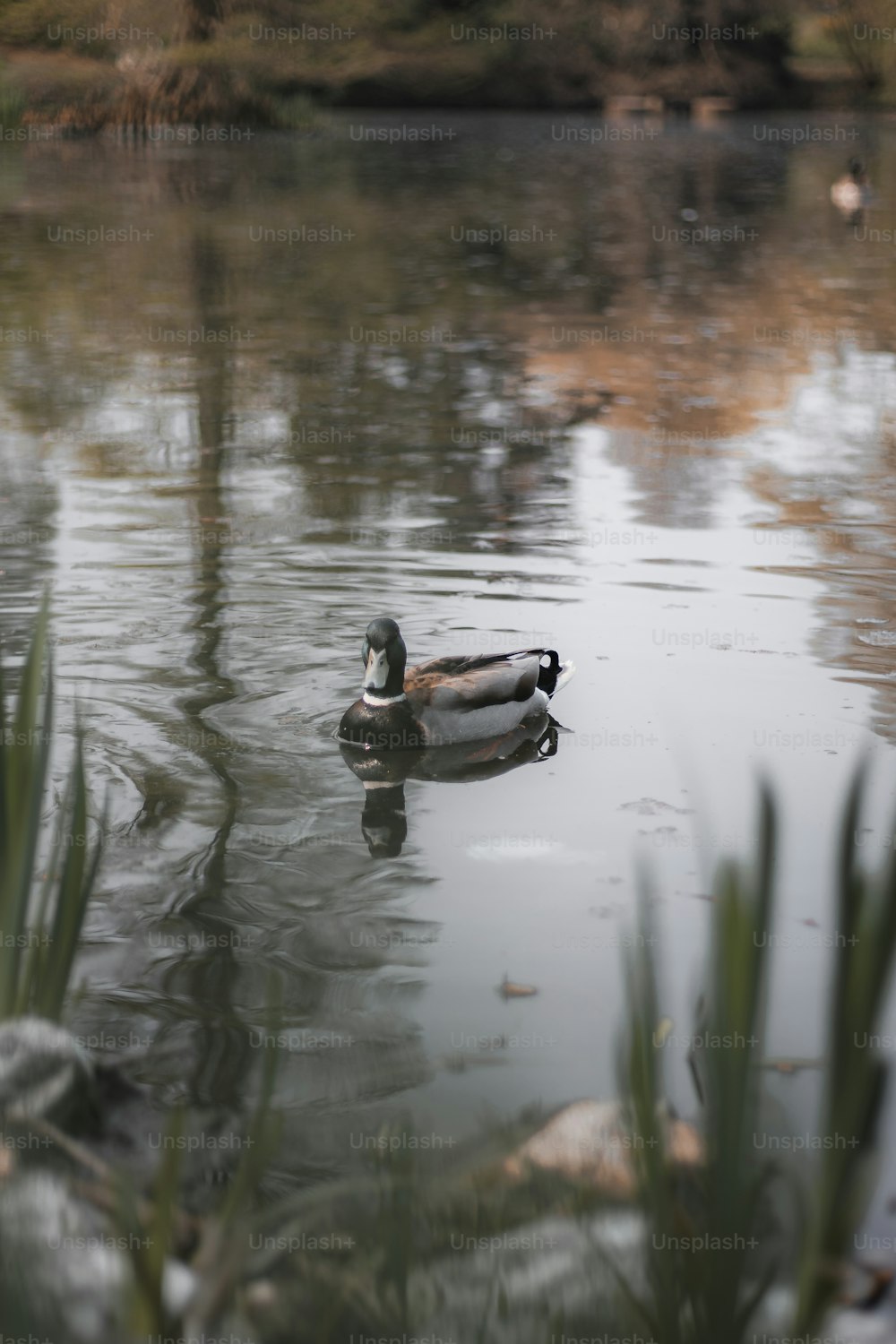 a couple of ducks floating on top of a lake