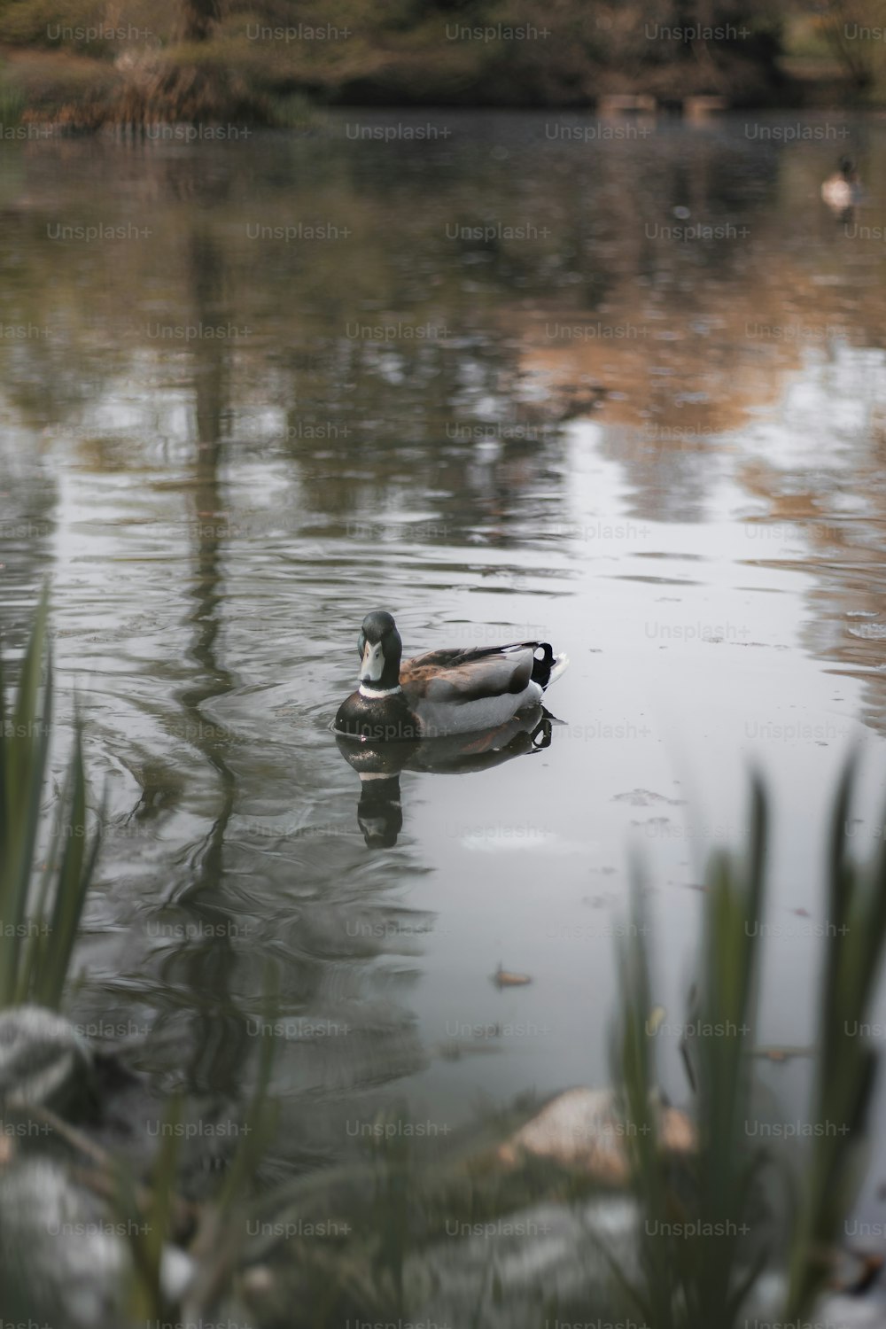 um par de patos flutuando no topo de um lago