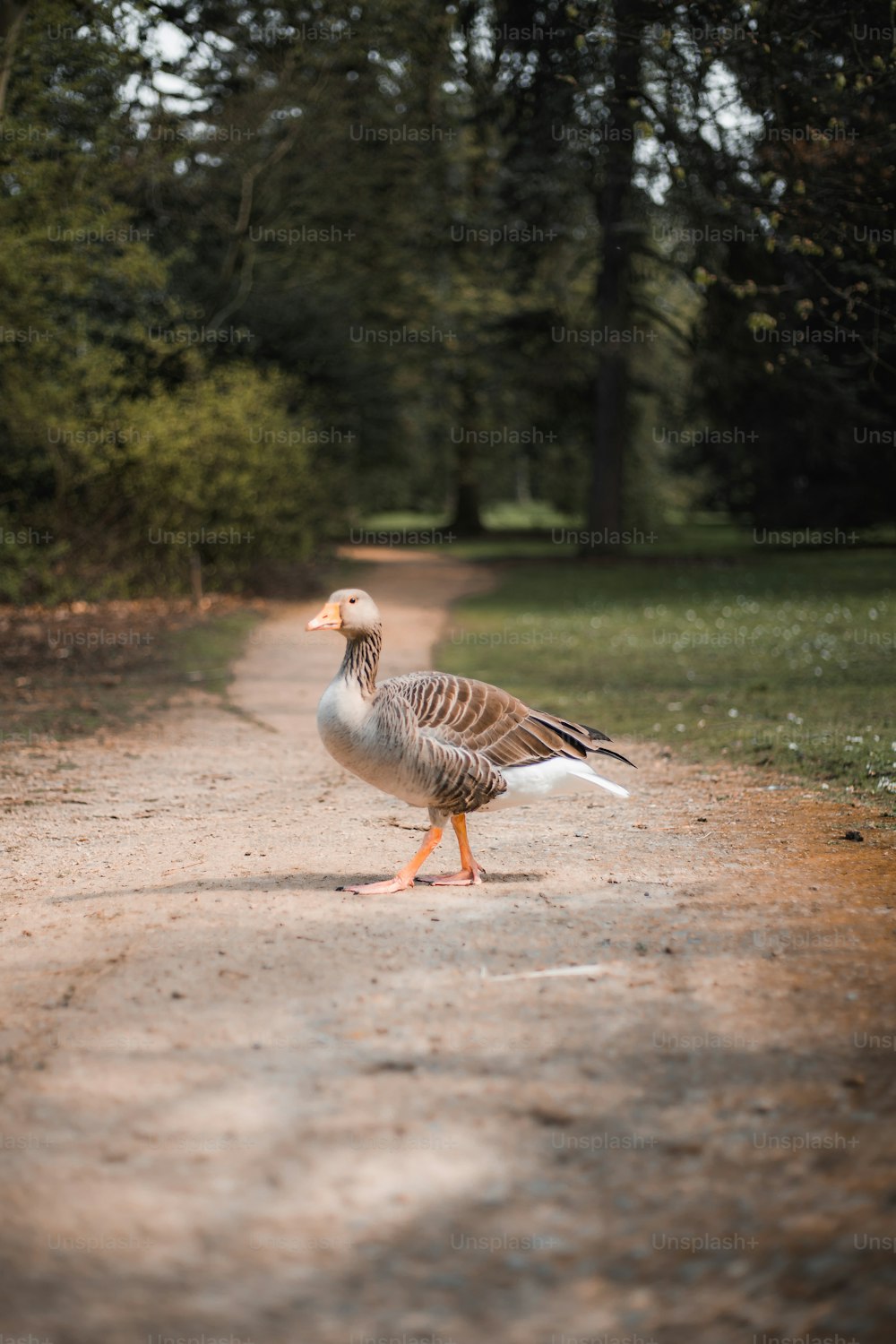 eine Ente, die am Rande einer unbefestigten Straße steht