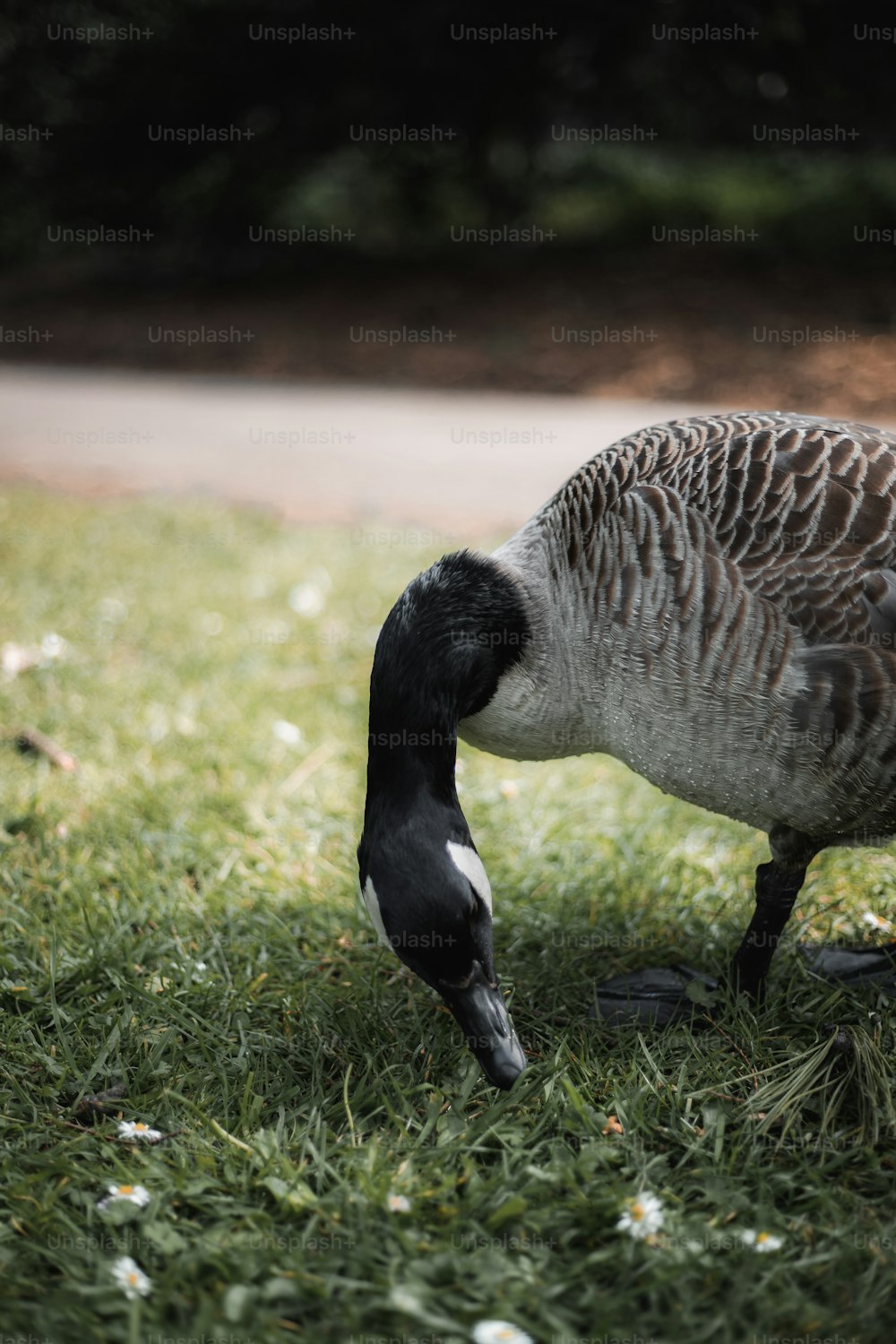 a duck is eating grass in a park