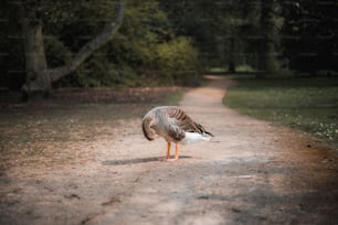 a large bird standing on a dirt road