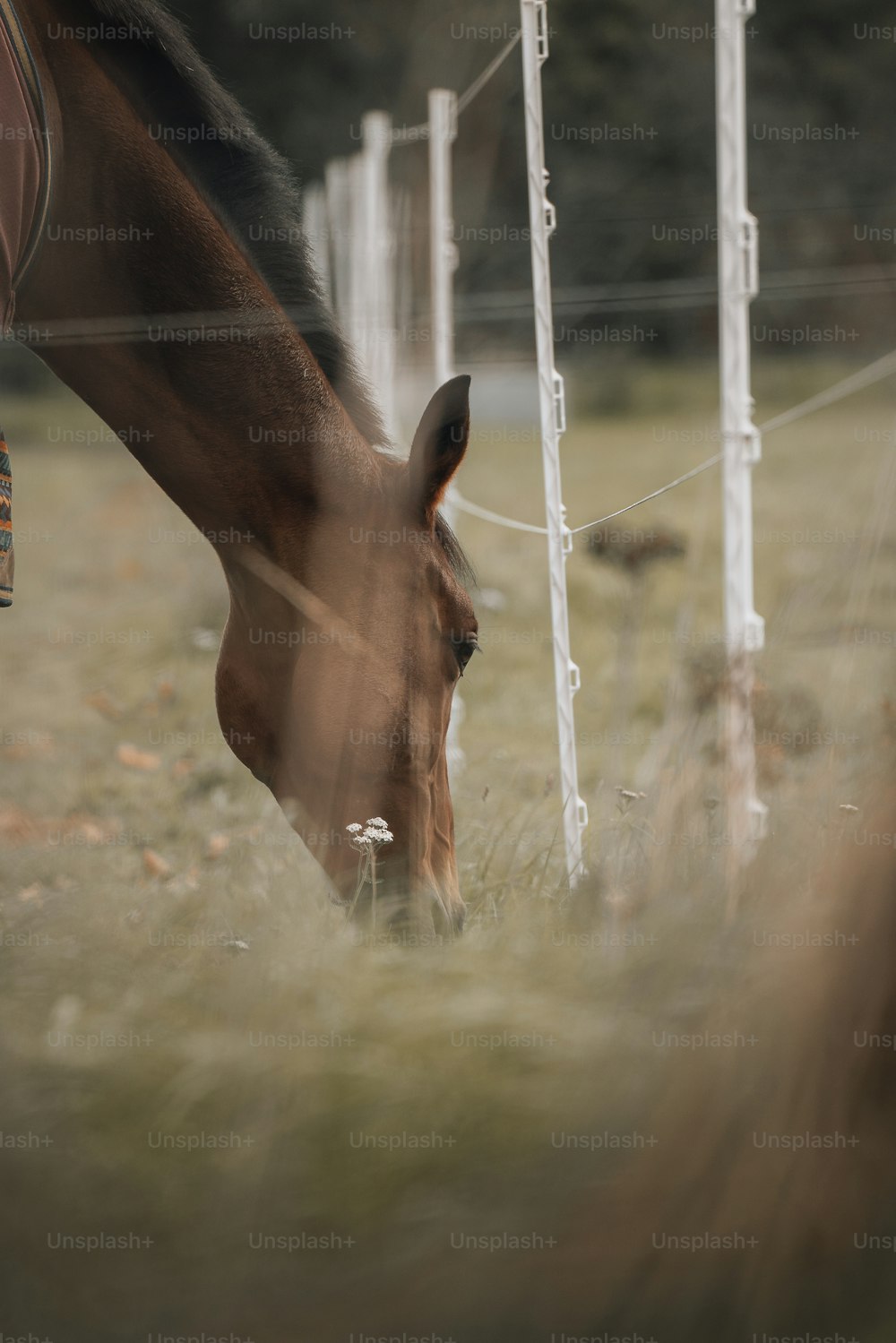 柵の隣の草の上で草を食む馬