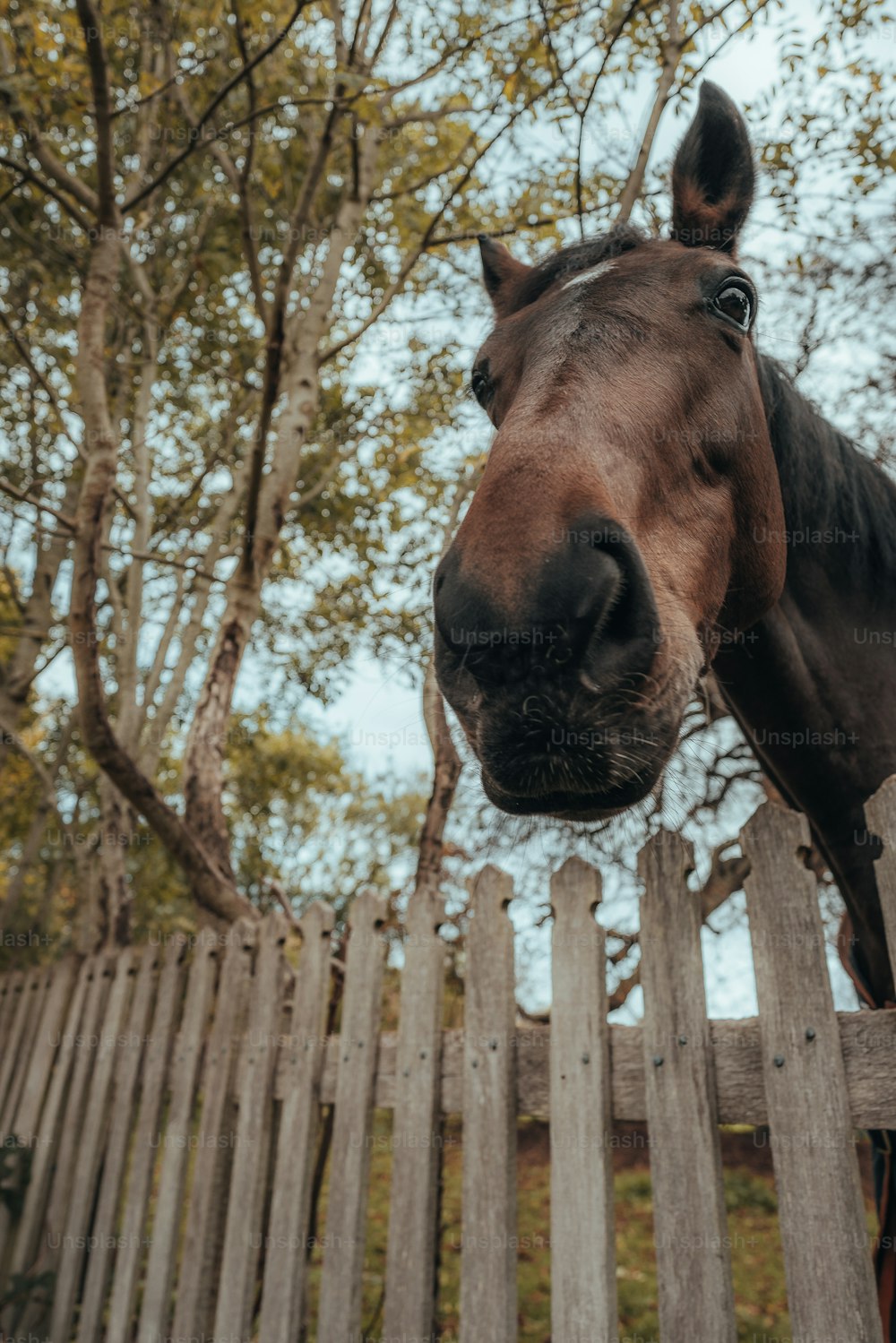 Un caballo marrón parado junto a una valla de madera