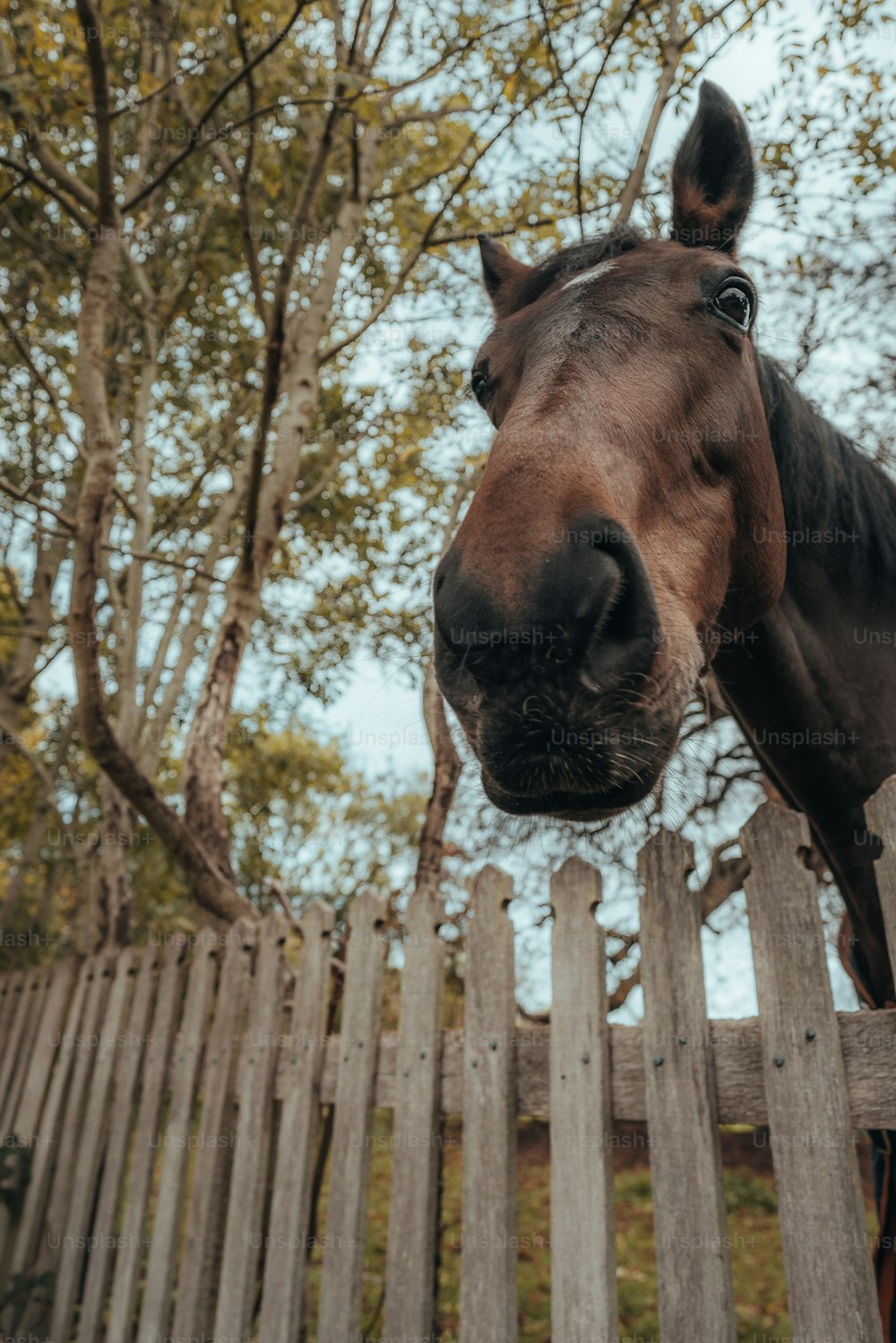 a brown horse standing next to a wooden fence