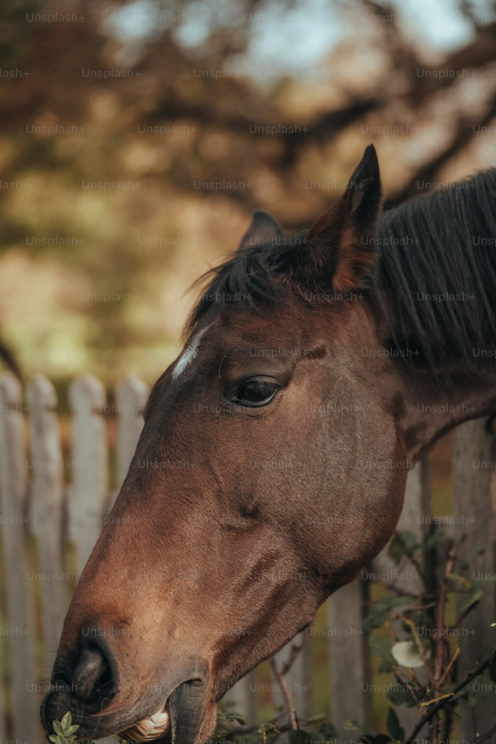 a brown horse standing next to a wooden fence