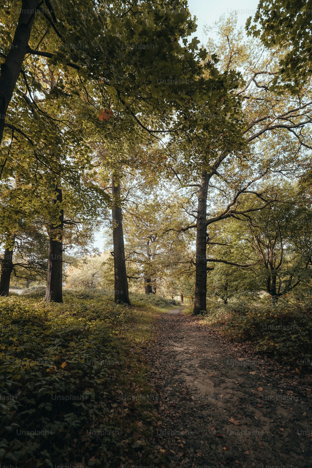 a dirt path in the middle of a forest