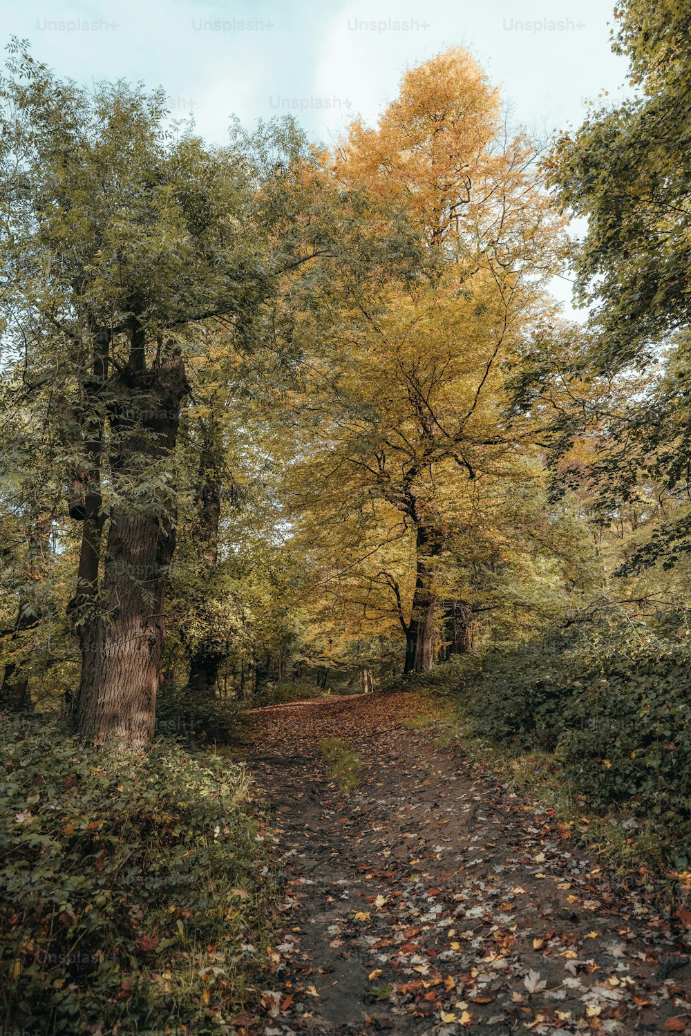 a dirt path in the middle of a forest