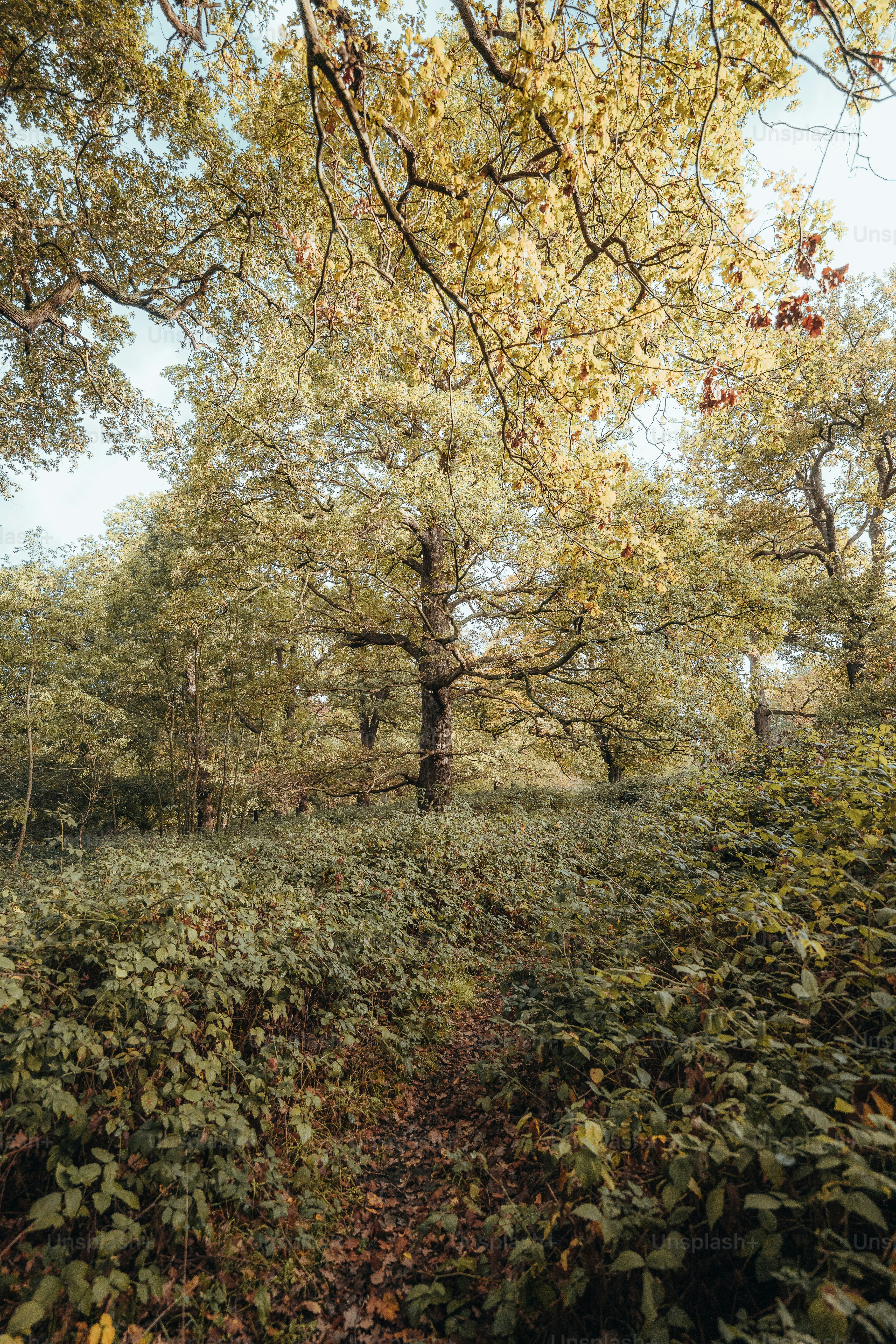 una zona boscosa con árboles y arbustos en primer plano