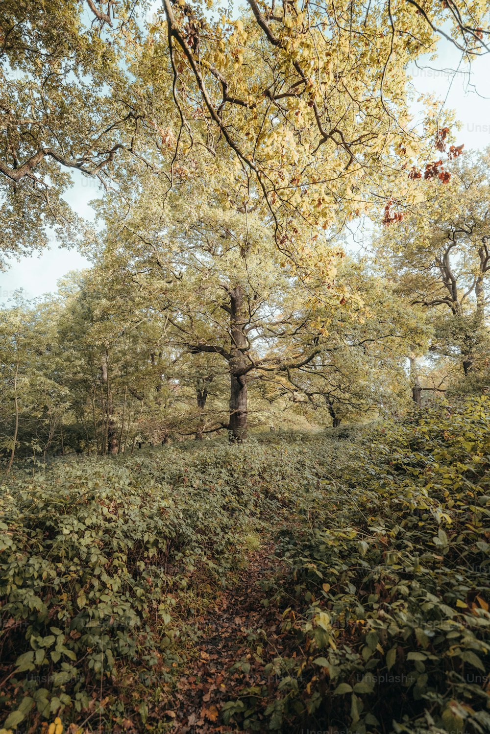 a wooded area with trees and bushes in the foreground