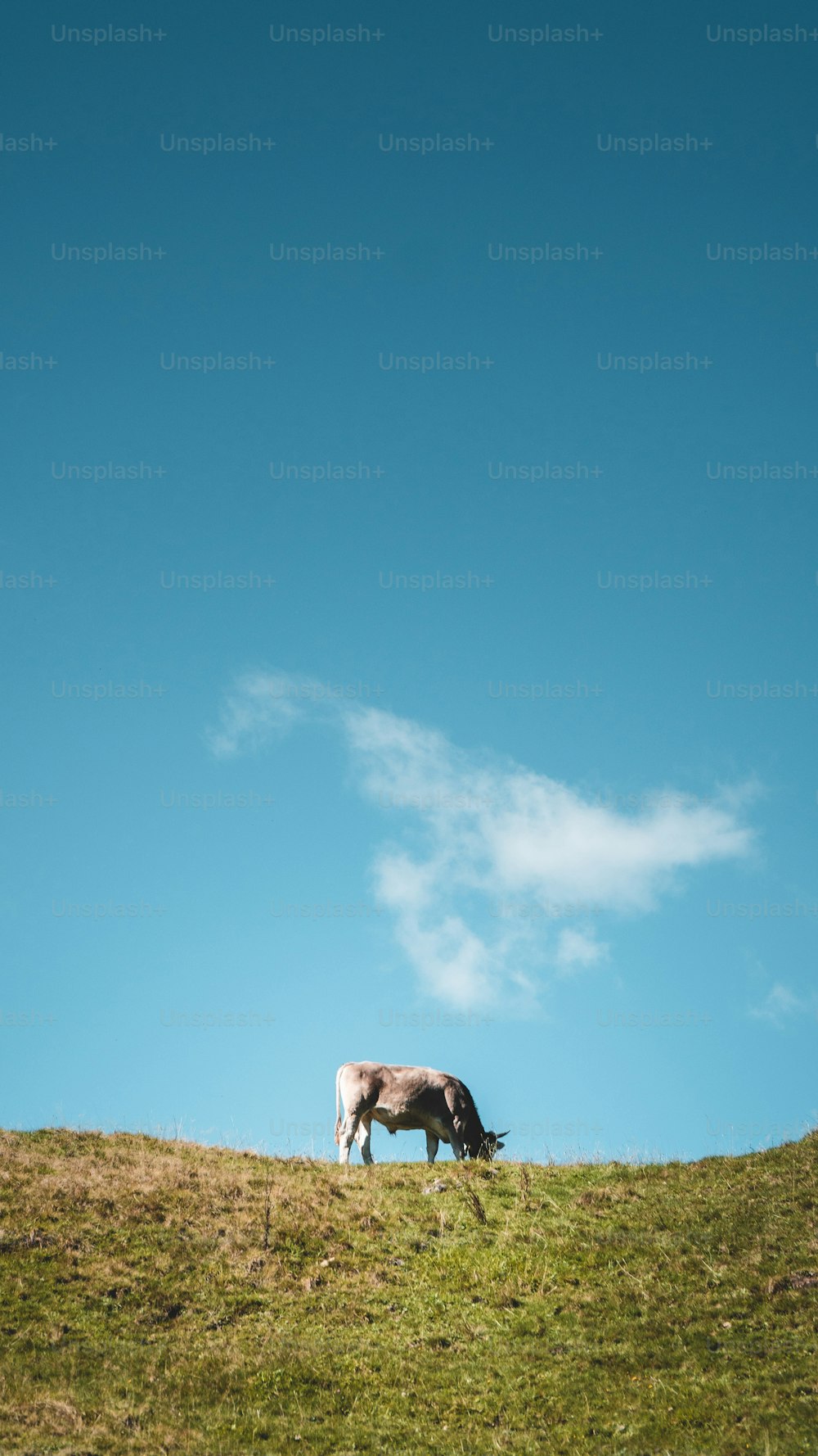 a horse grazing on a grassy hill under a blue sky