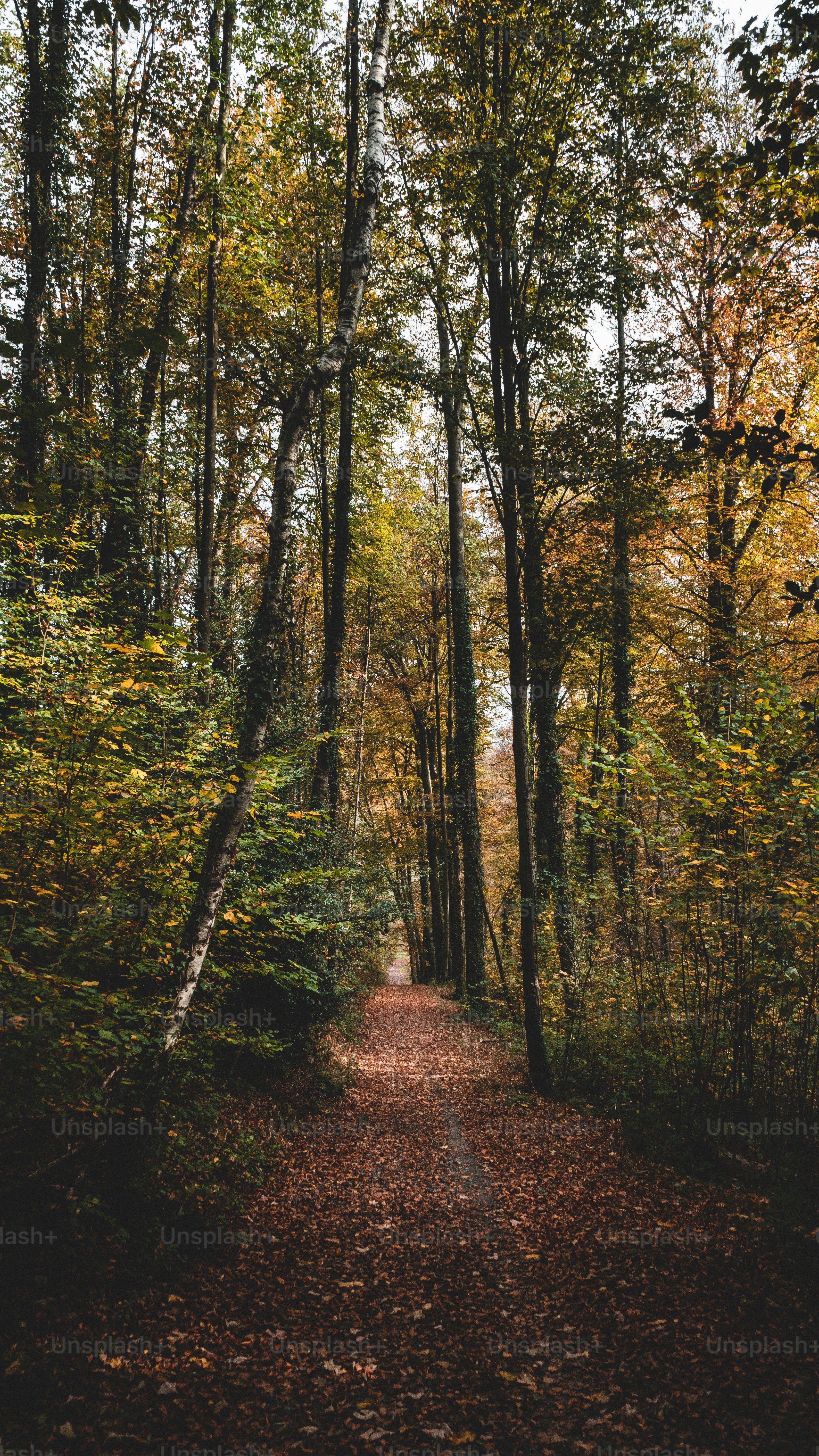 Un chemin de terre au milieu d’une forêt