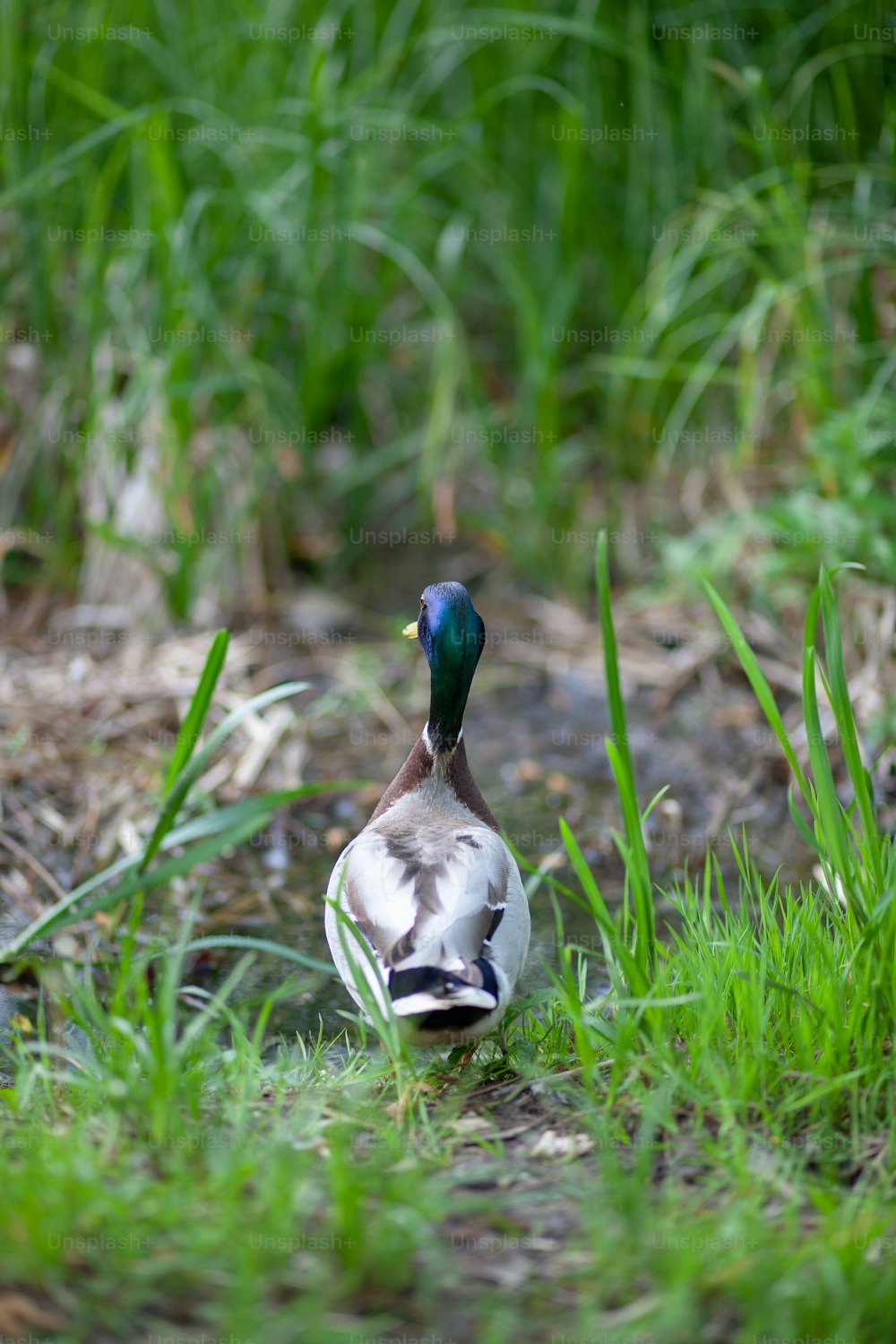 Eine Ente steht alleine im Gras