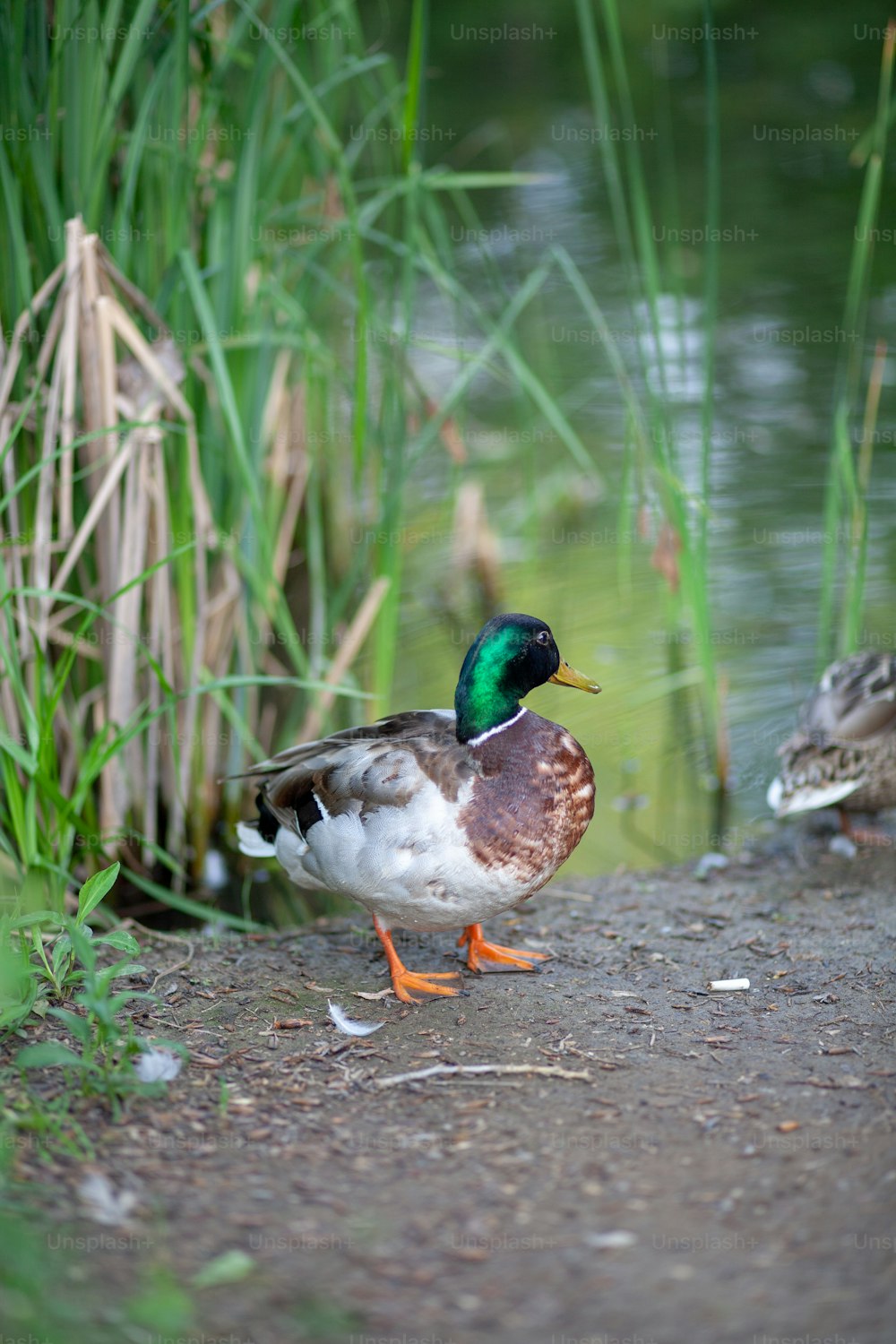 a couple of ducks standing next to a body of water