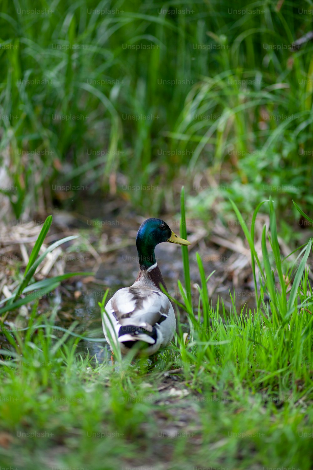 um pato está parado na grama perto da água