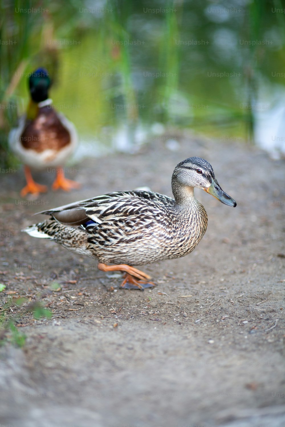 Best 500+ Duck Pictures | Download Free Images & Stock Photos on ...