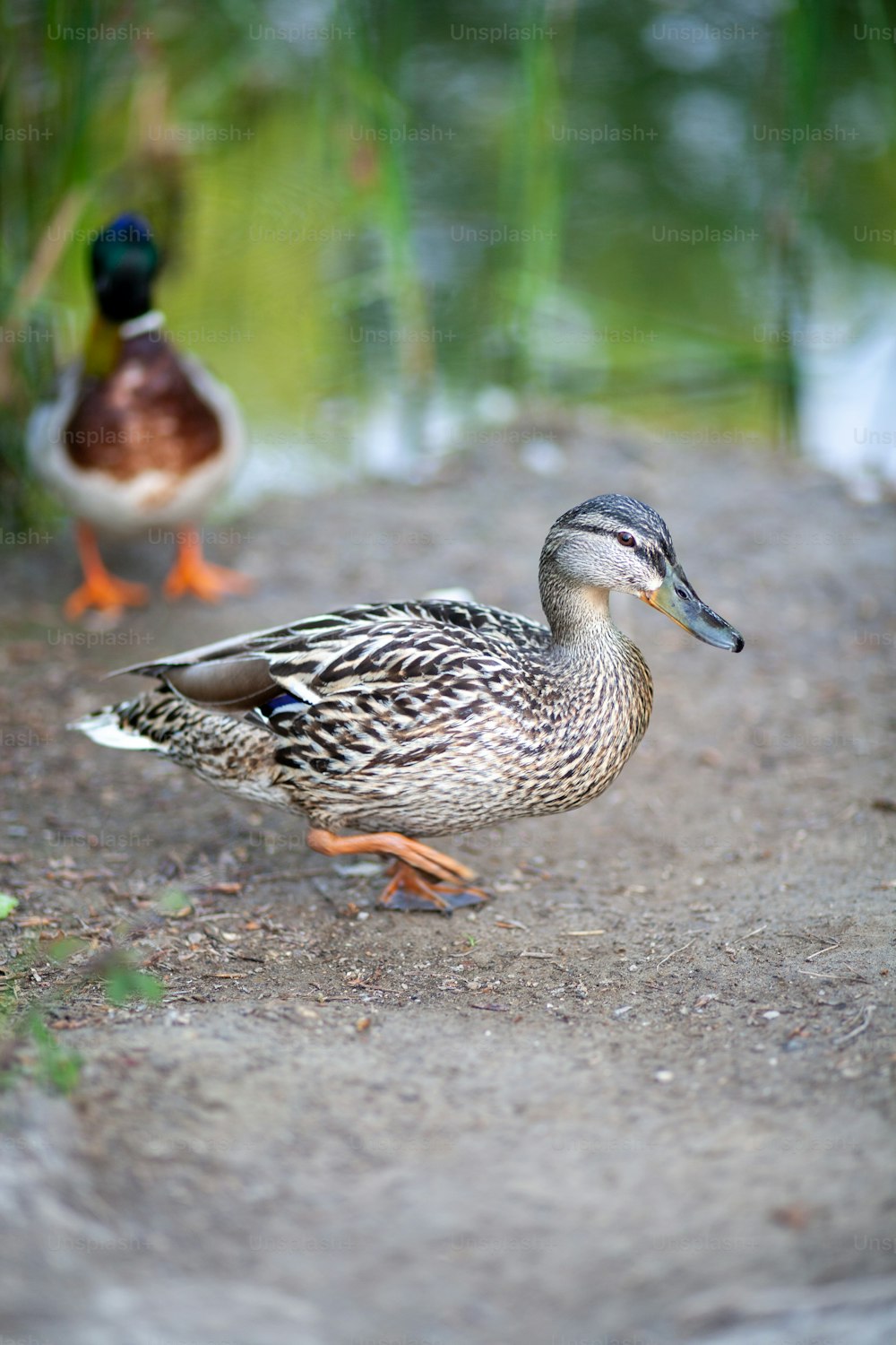 a couple of ducks standing on top of a dirt road