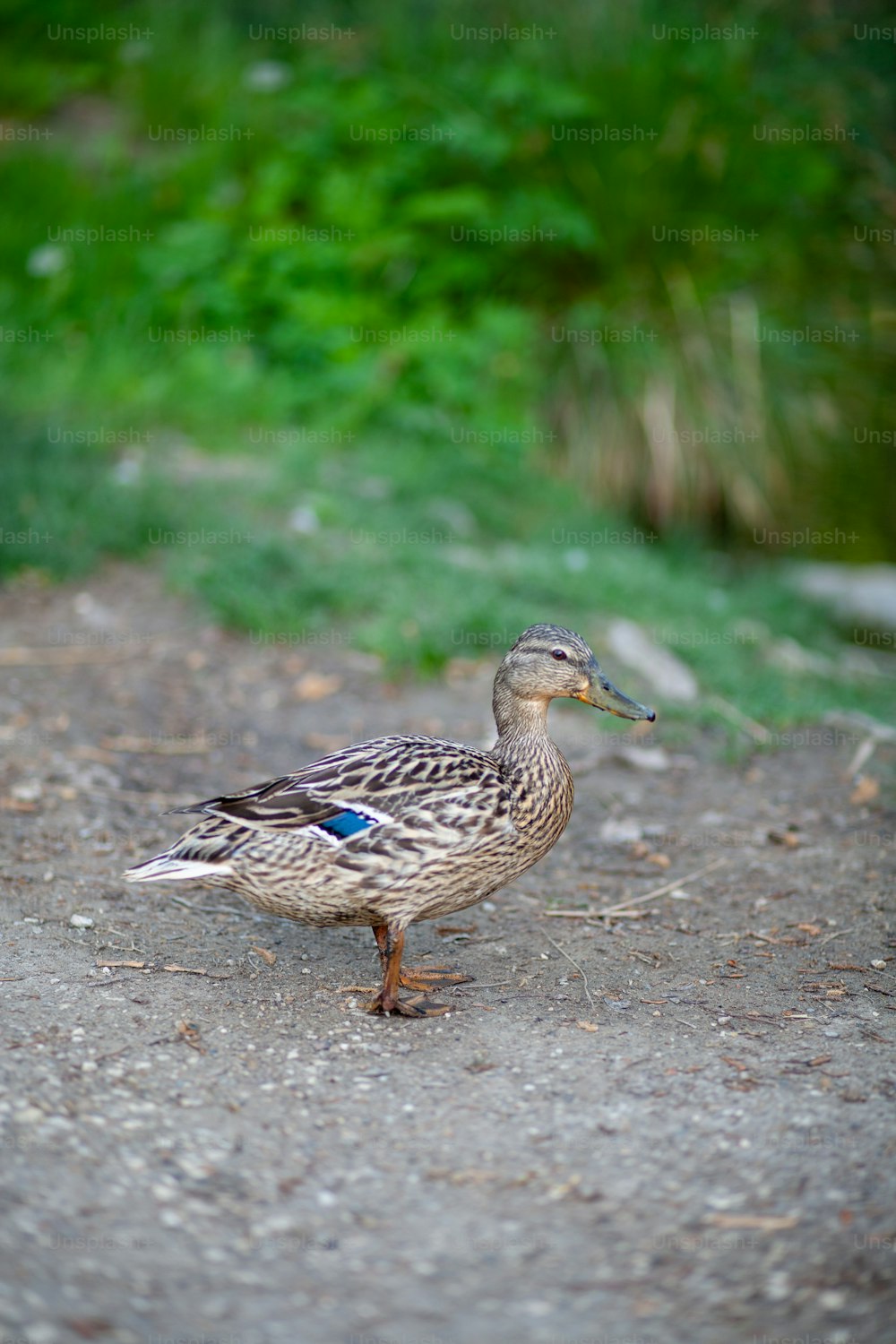 a duck standing on a road next to a forest