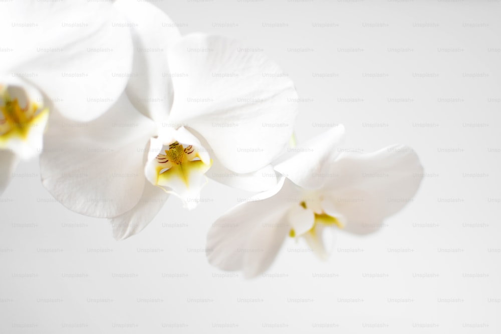 a close up of three white flowers on a white background